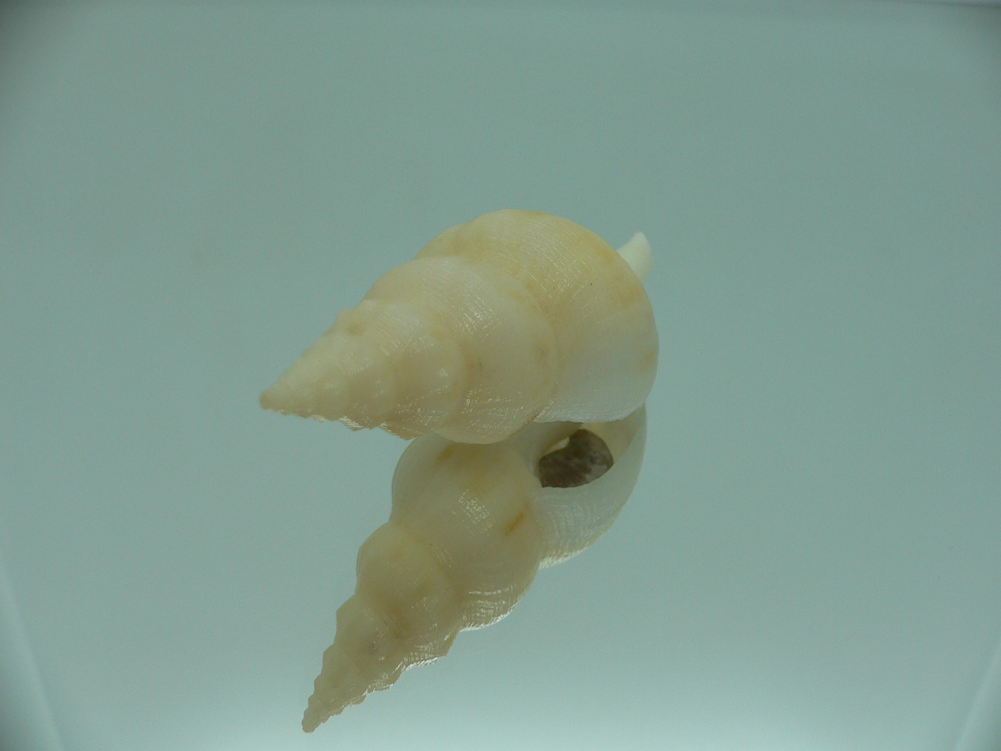 Siphonofusus lubricus IVORY