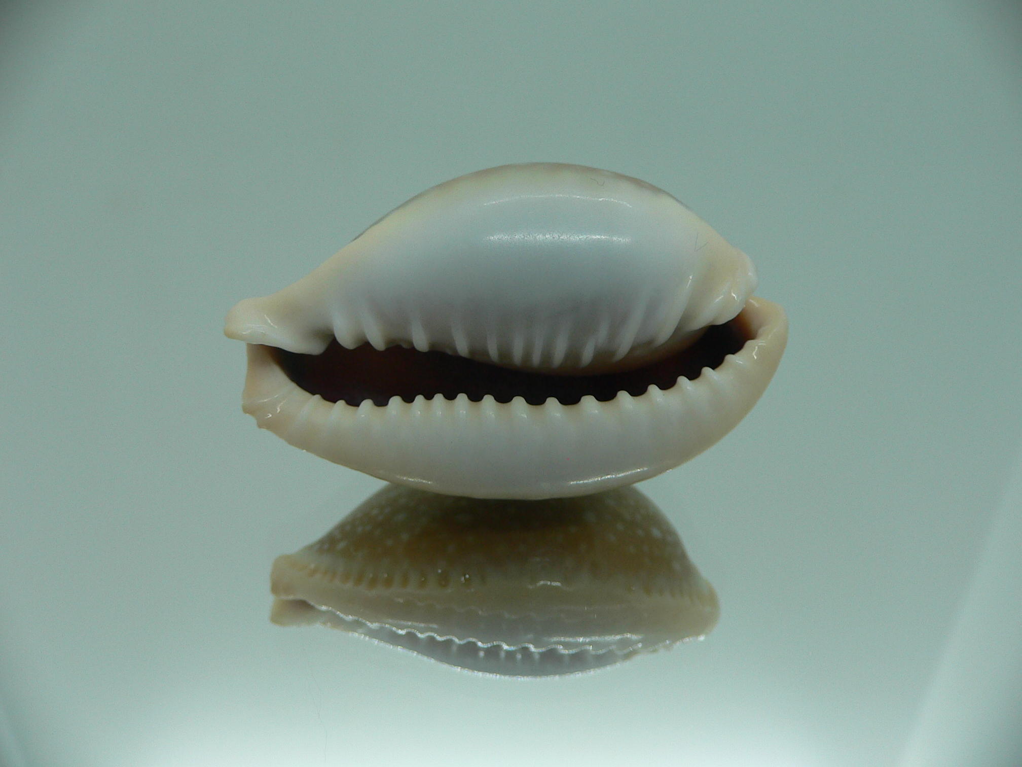 Cypraea miliaris IDEAL