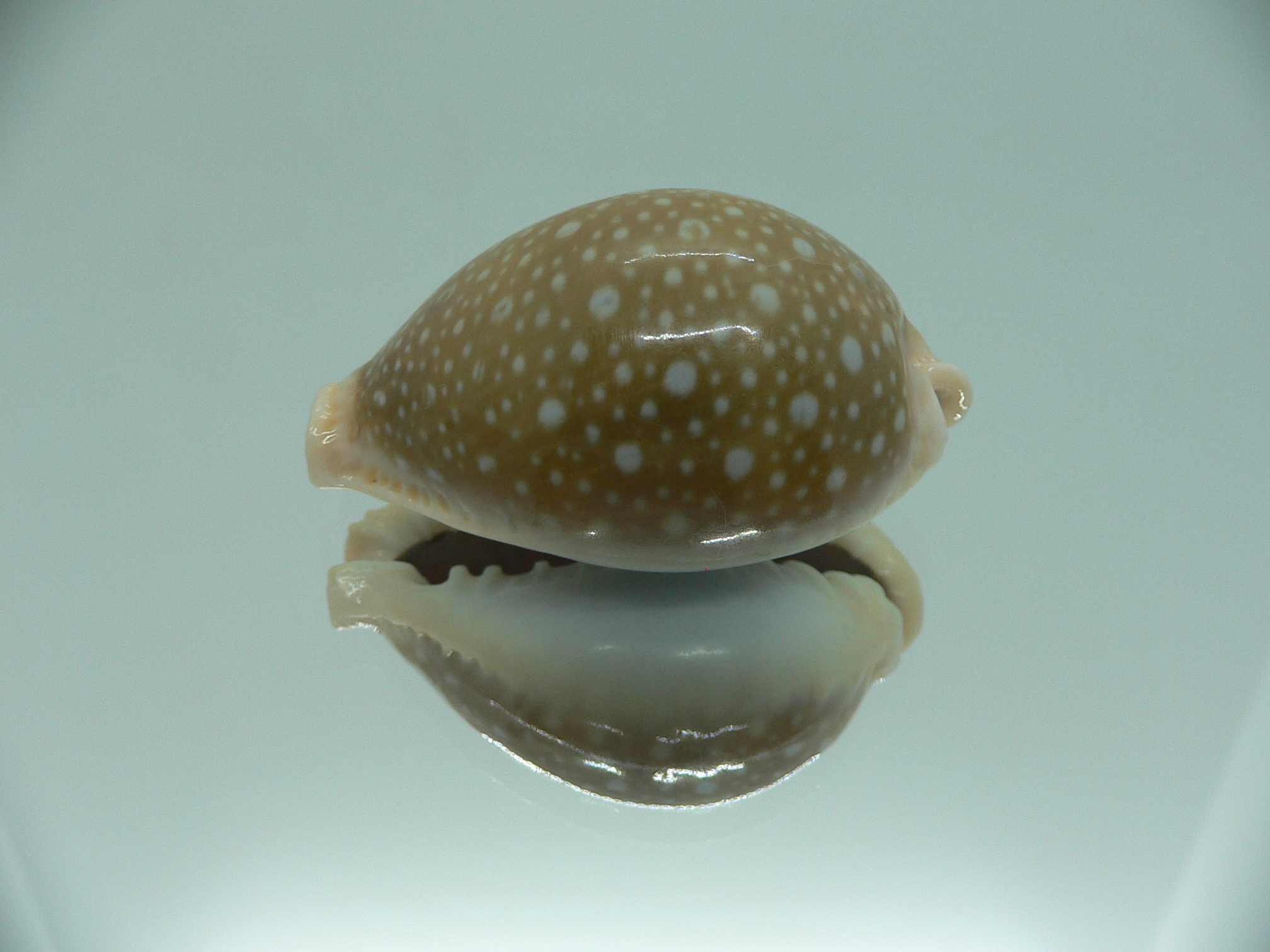 Cypraea miliaris IDEAL