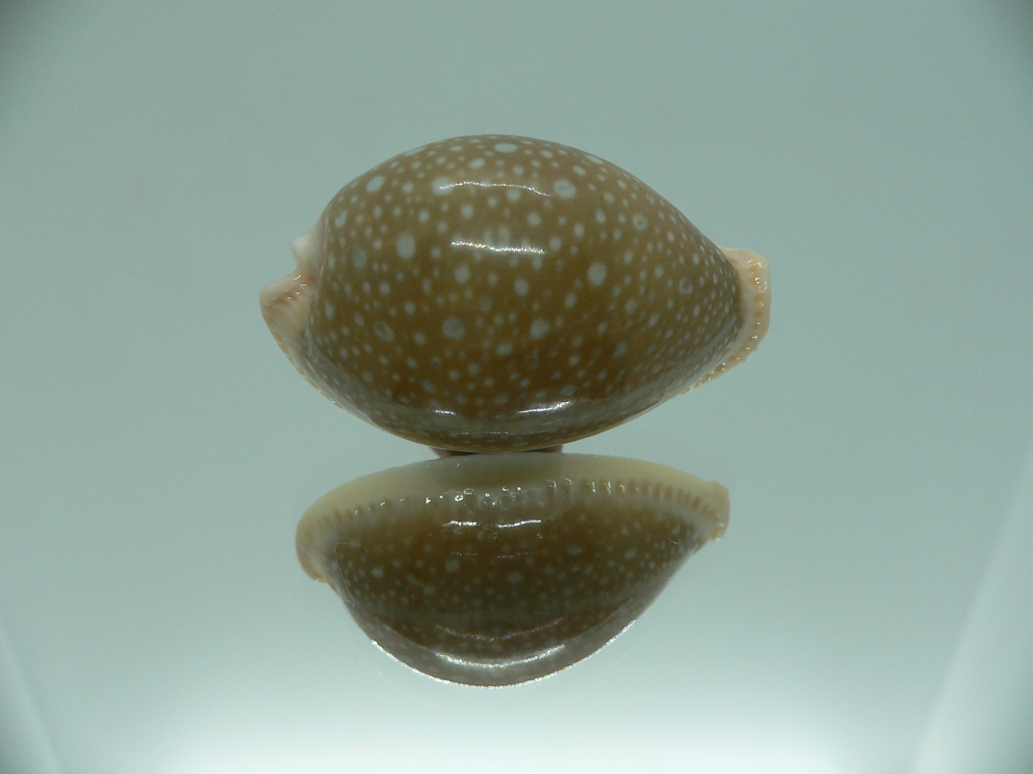 Cypraea miliaris IDEAL