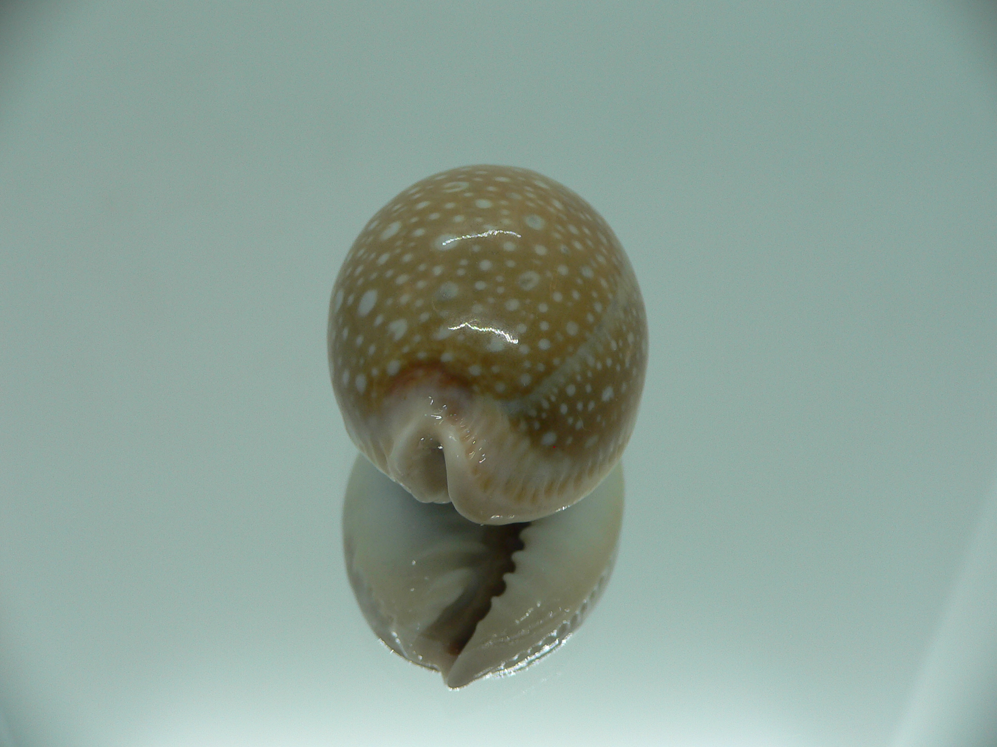 Cypraea miliaris IDEAL