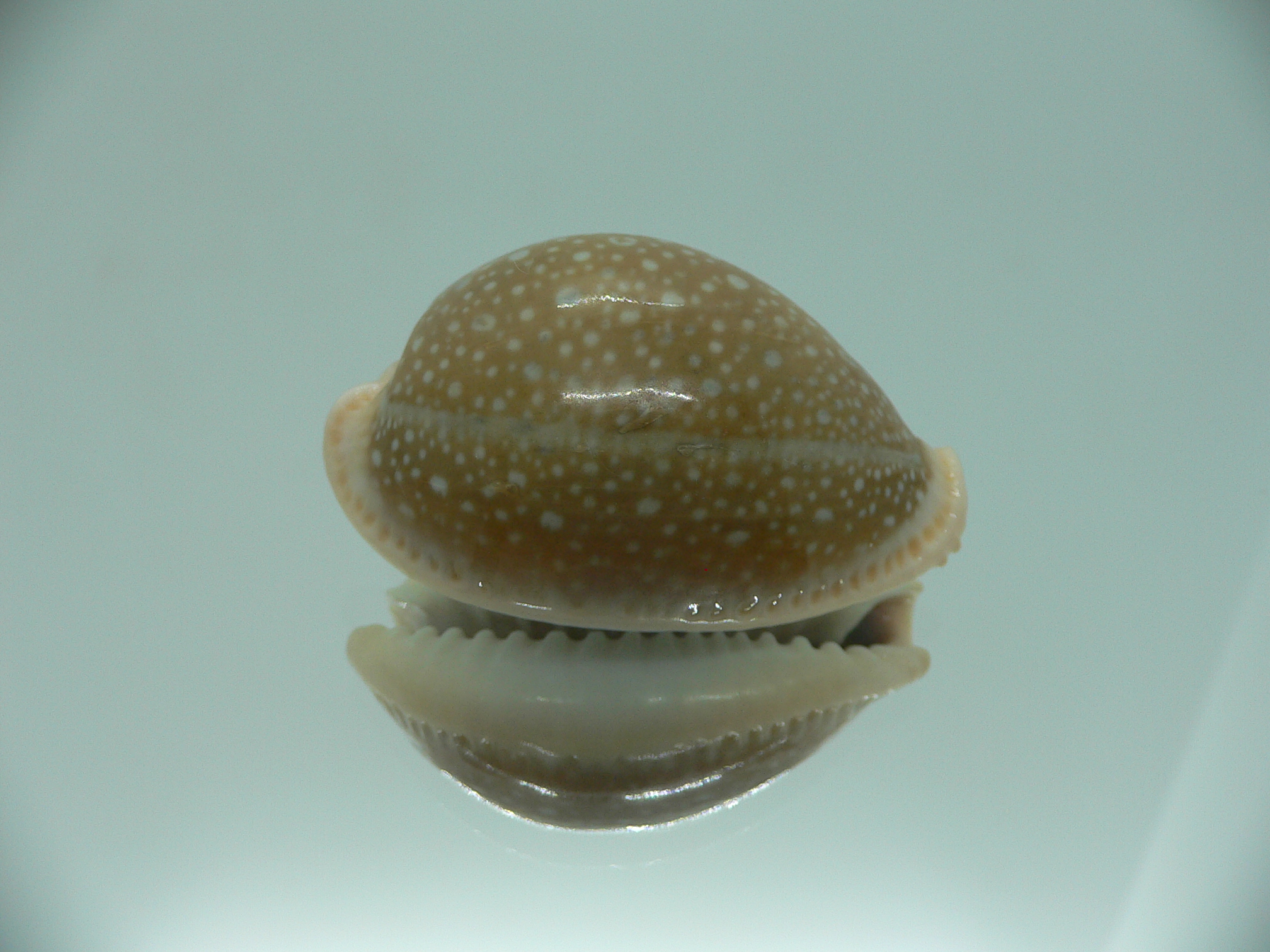 Cypraea miliaris IDEAL