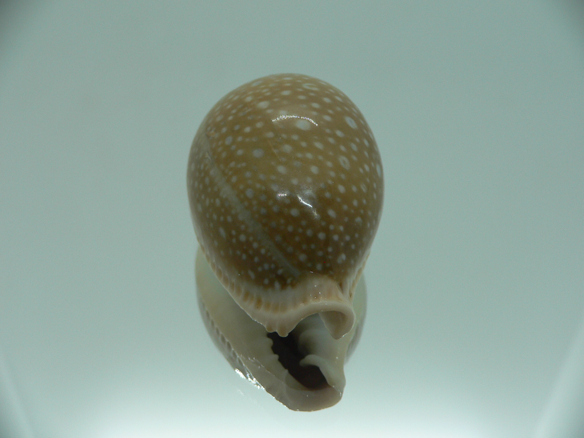Cypraea miliaris IDEAL