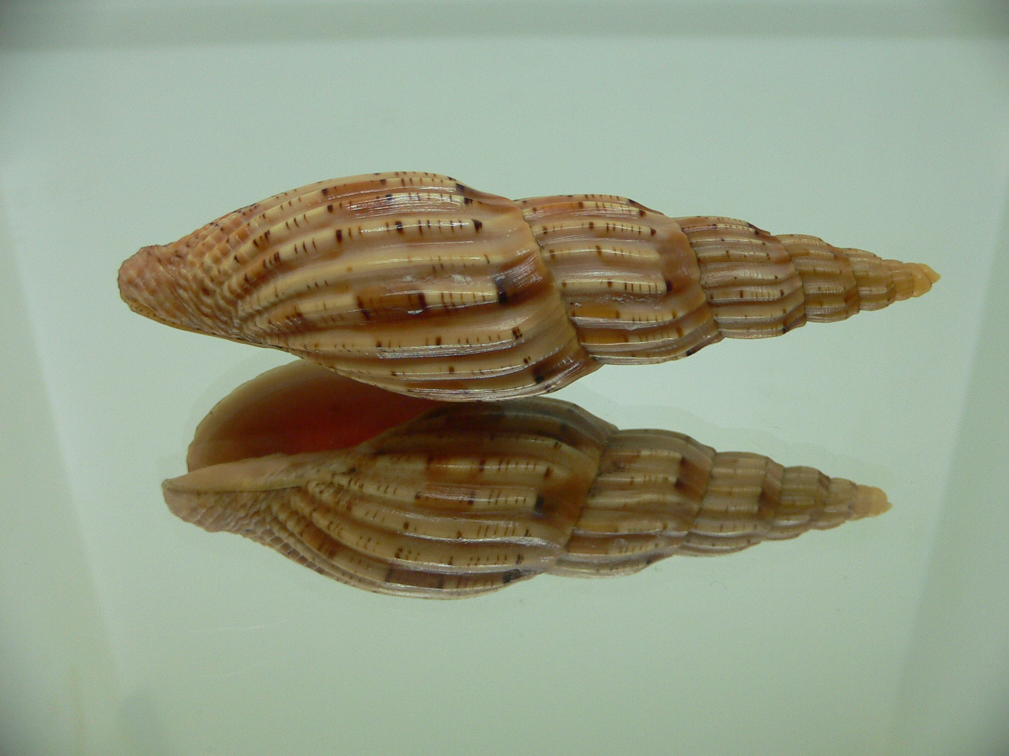 Lyria lyriformis BLONDE