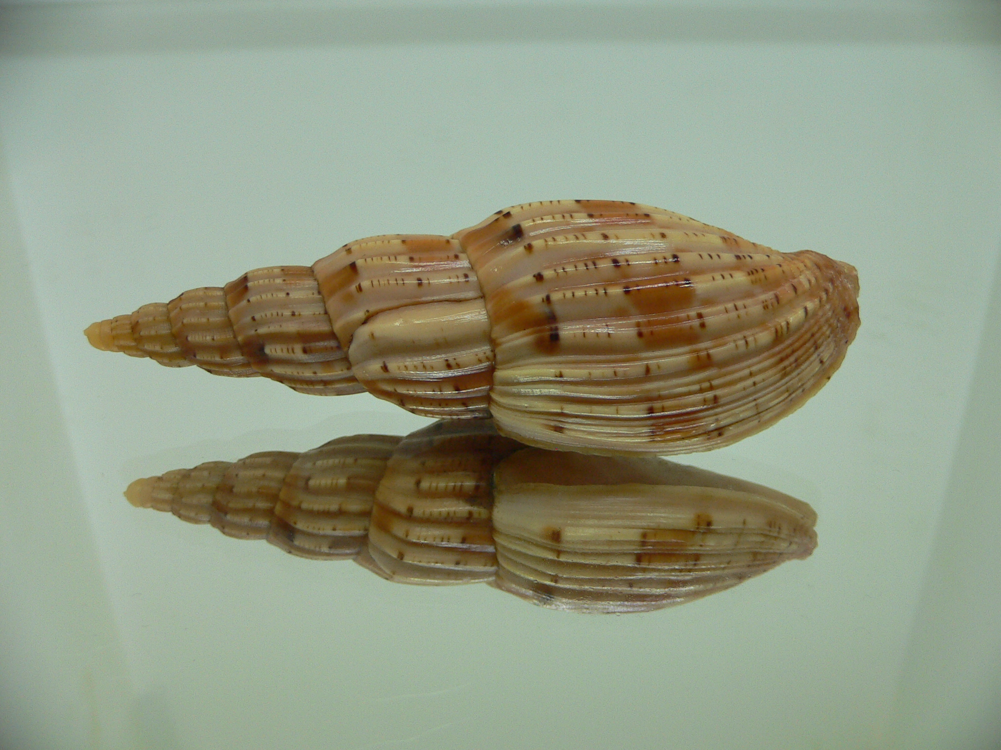Lyria lyriformis BLONDE