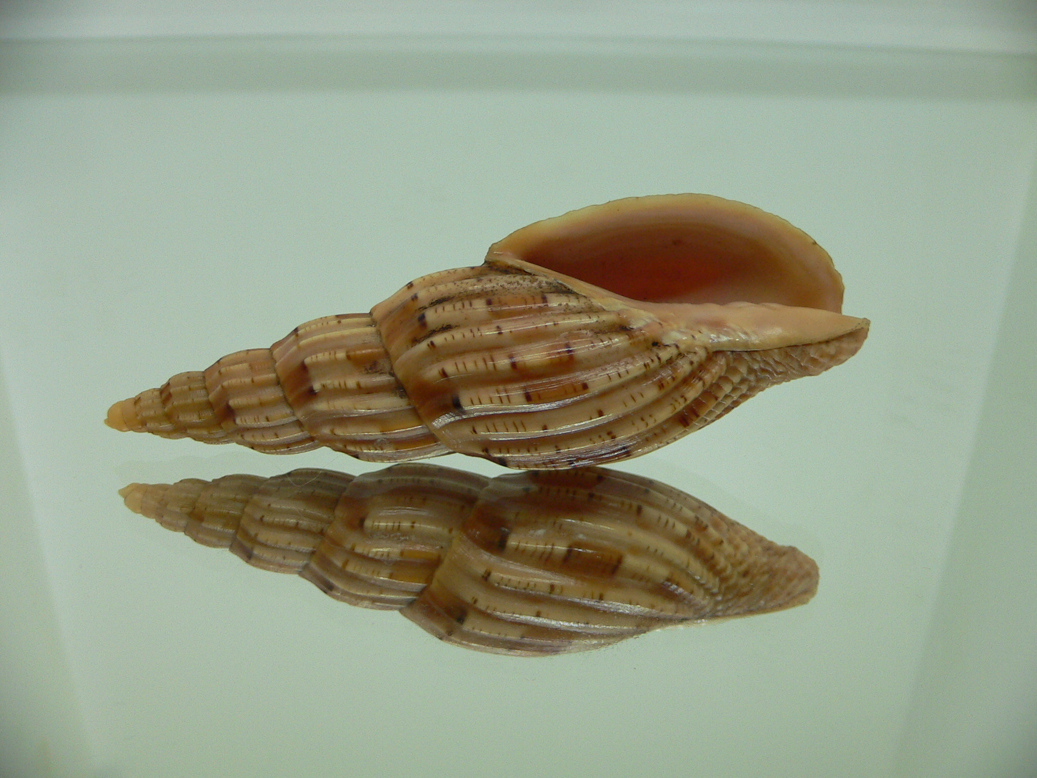 Lyria lyriformis BLONDE
