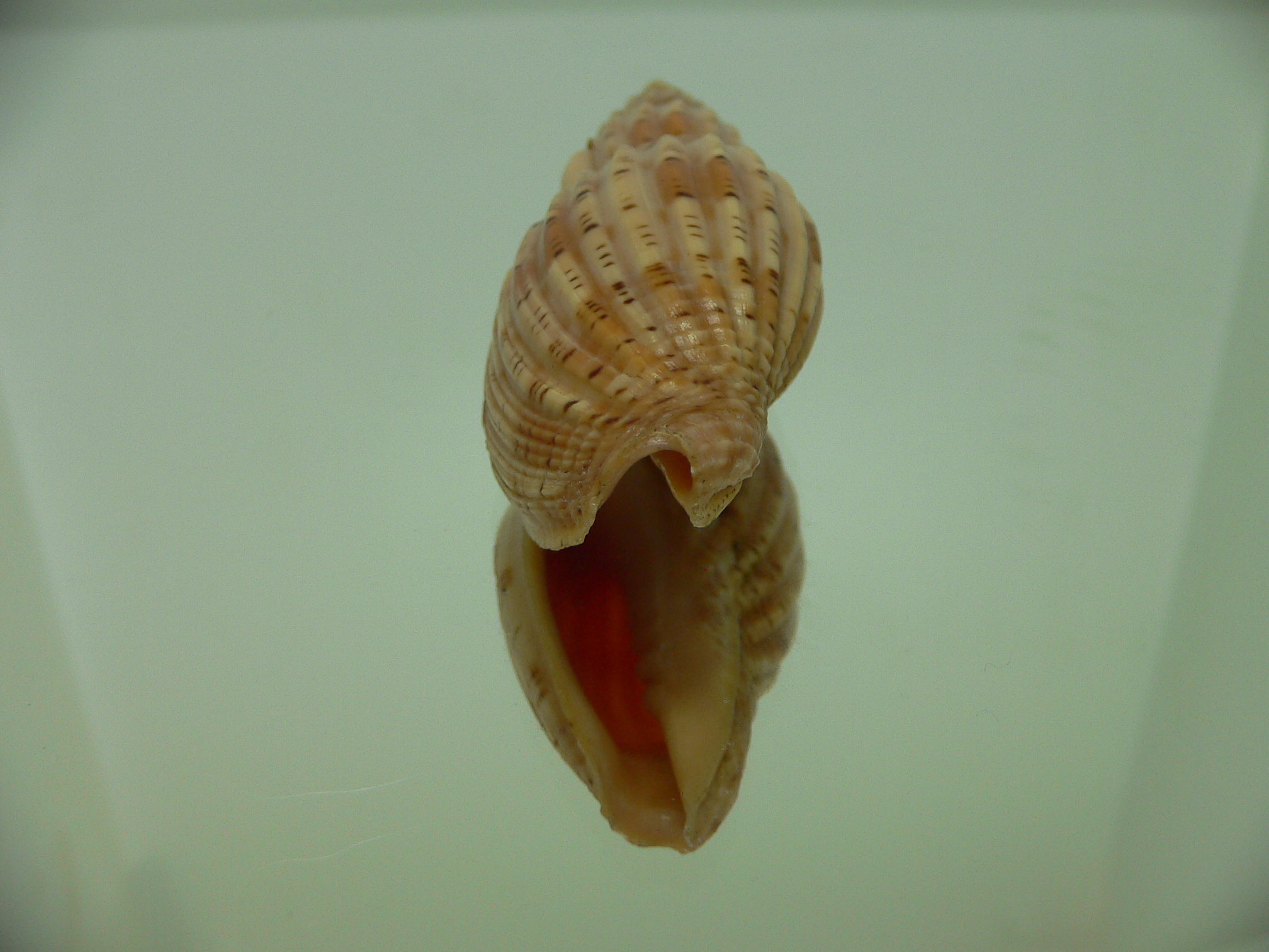Lyria lyriformis BLONDE