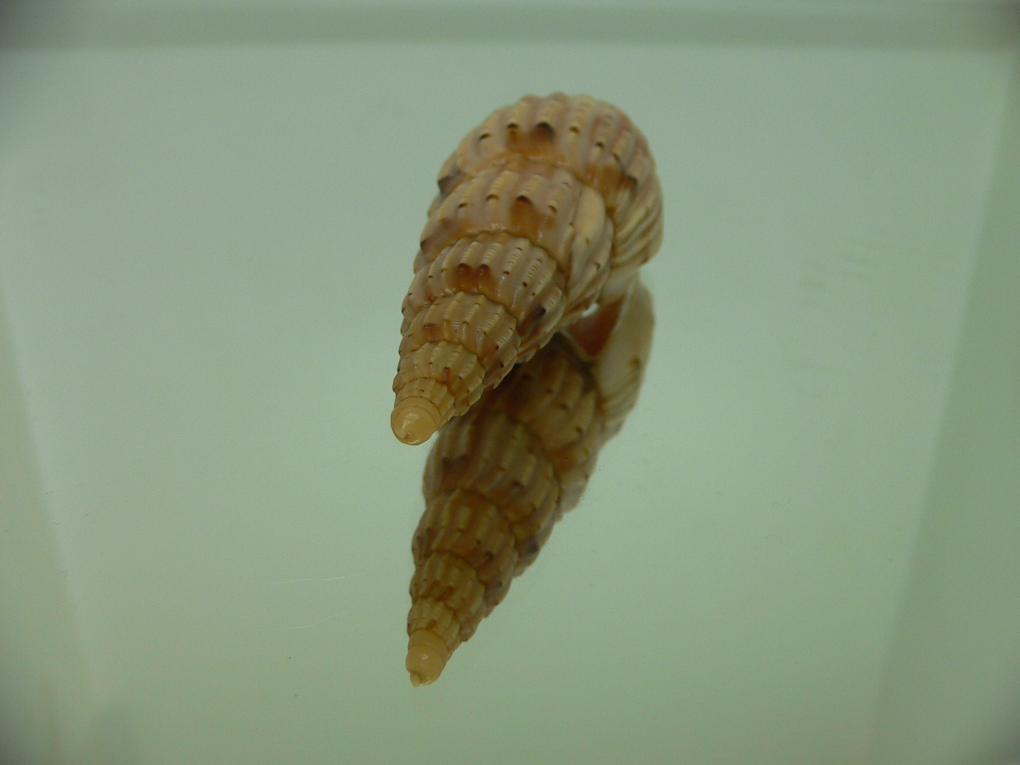 Lyria lyriformis BLONDE
