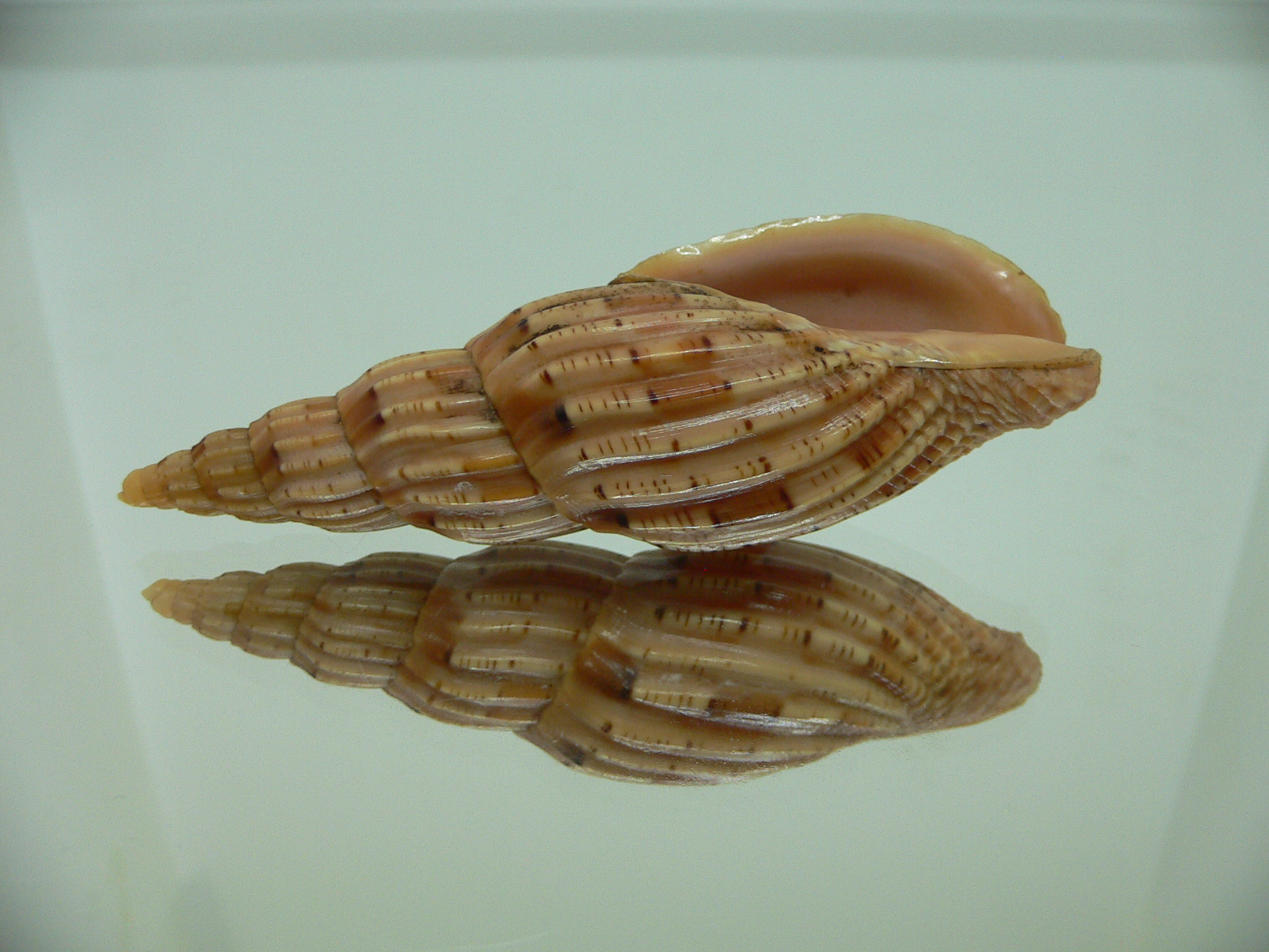 Lyria lyriformis BLONDE
