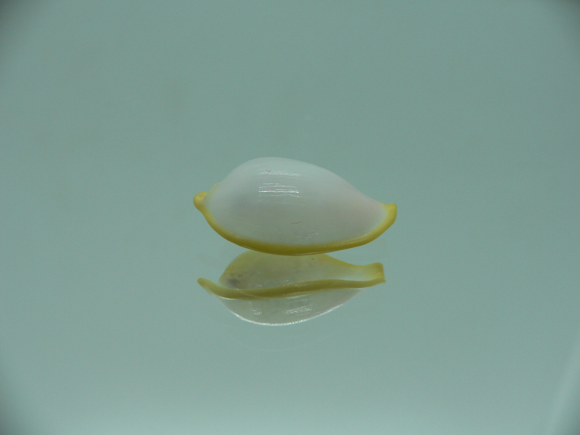 Contrasimnia xanthochila 2