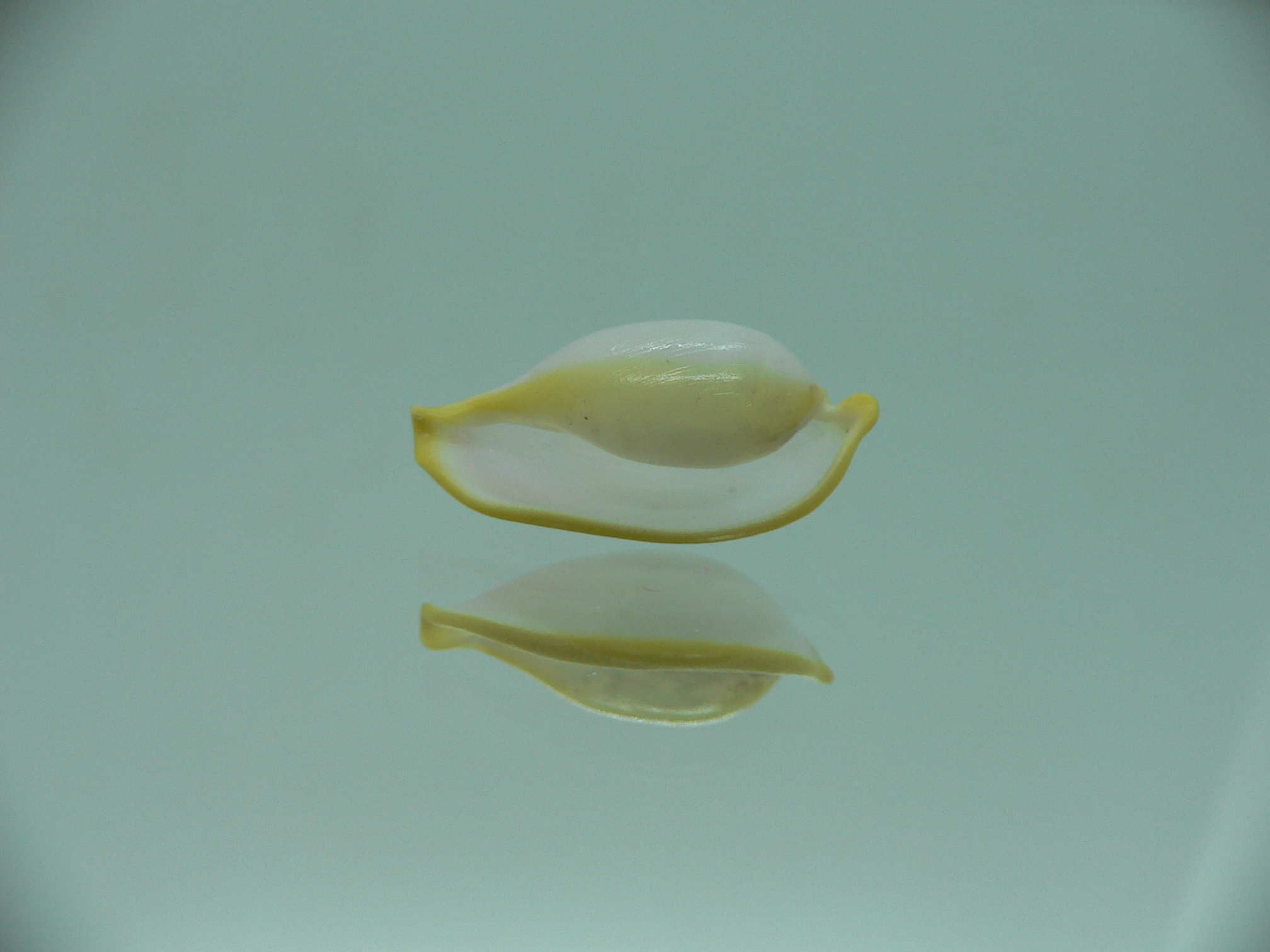 Contrasimnia xanthochila 2