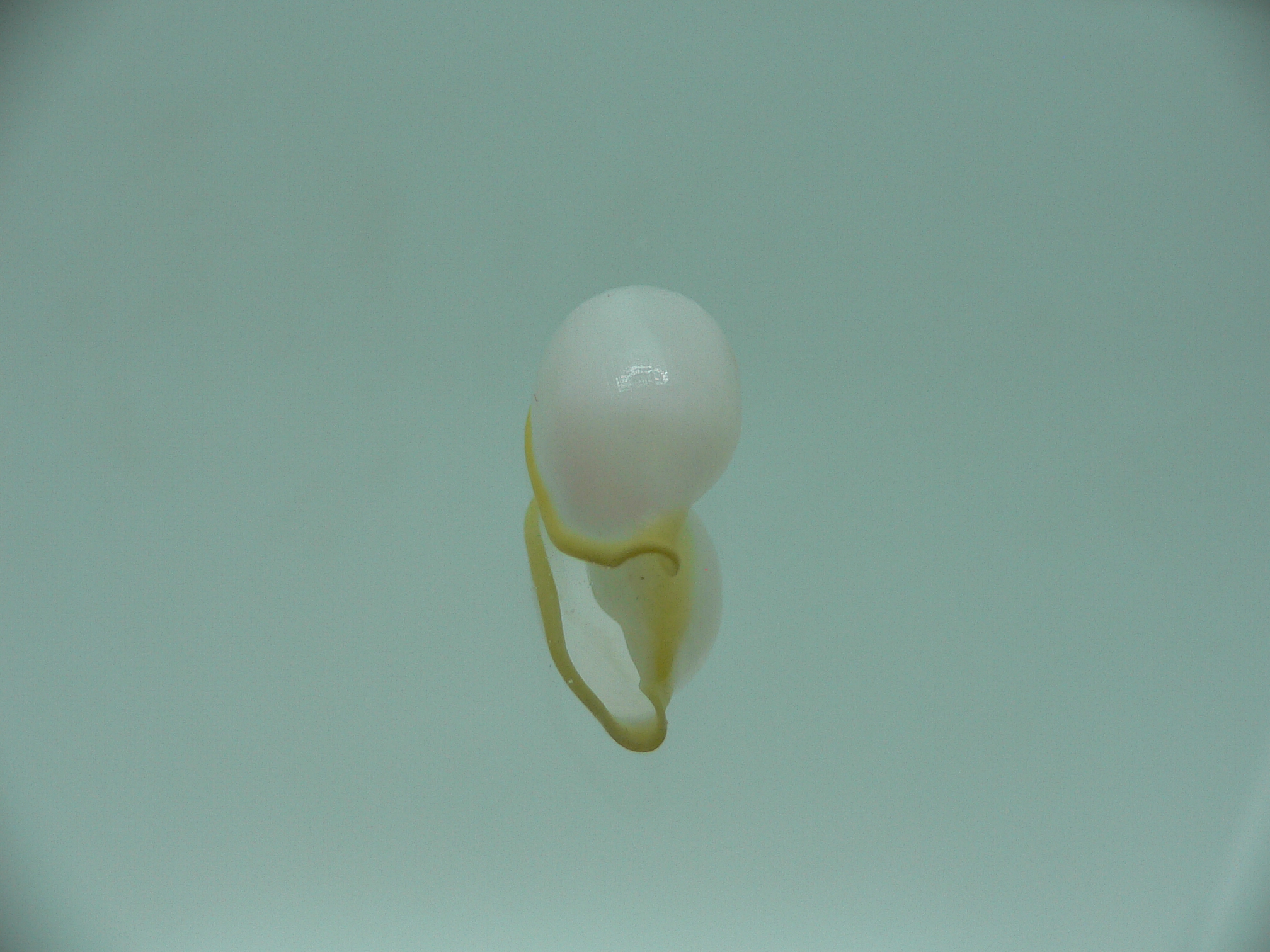 Contrasimnia xanthochila 2