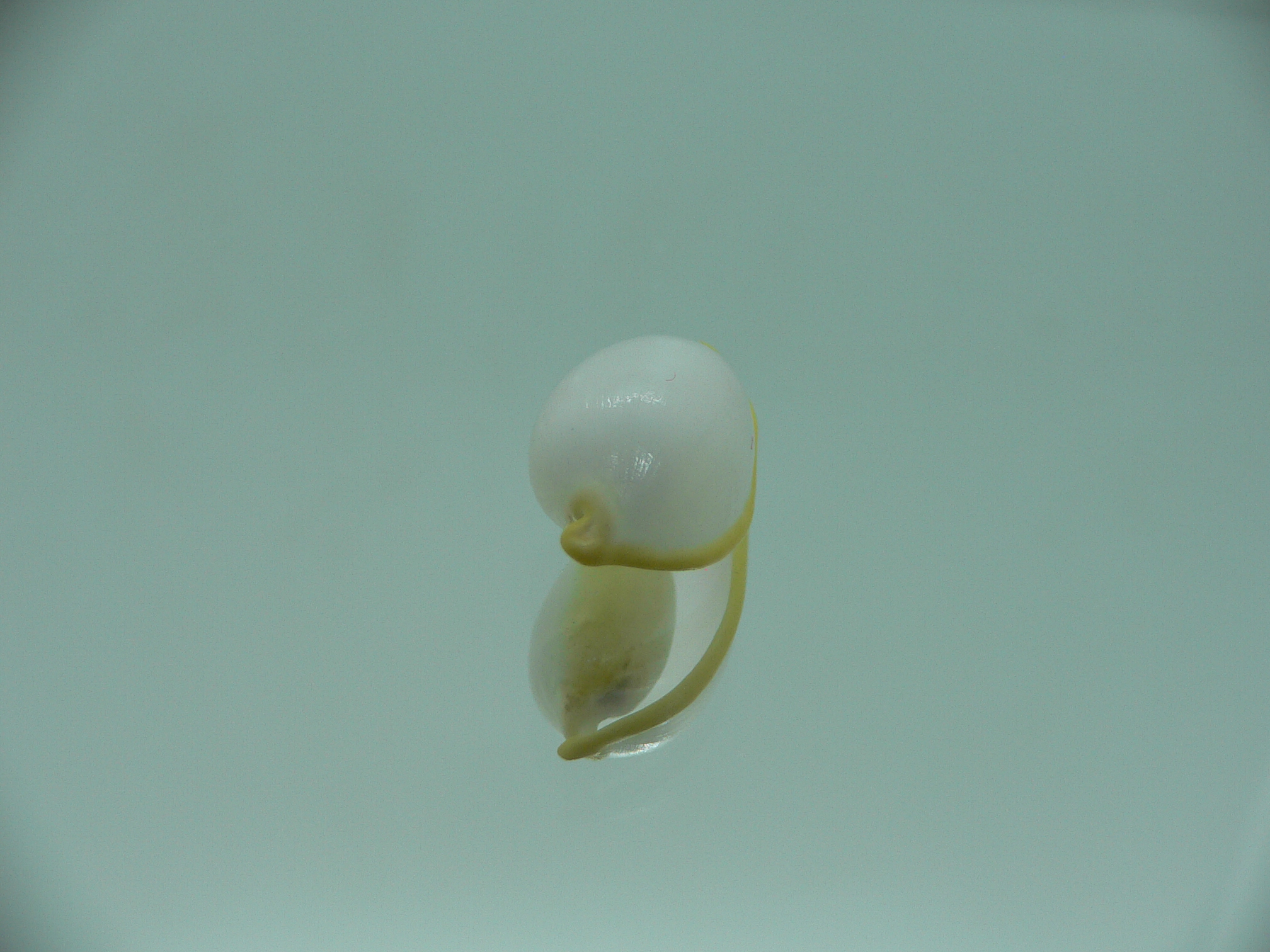 Contrasimnia xanthochila 2