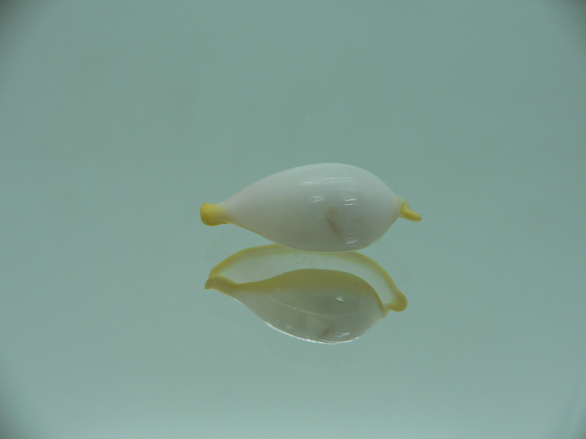 Contrasimnia xanthochila 2