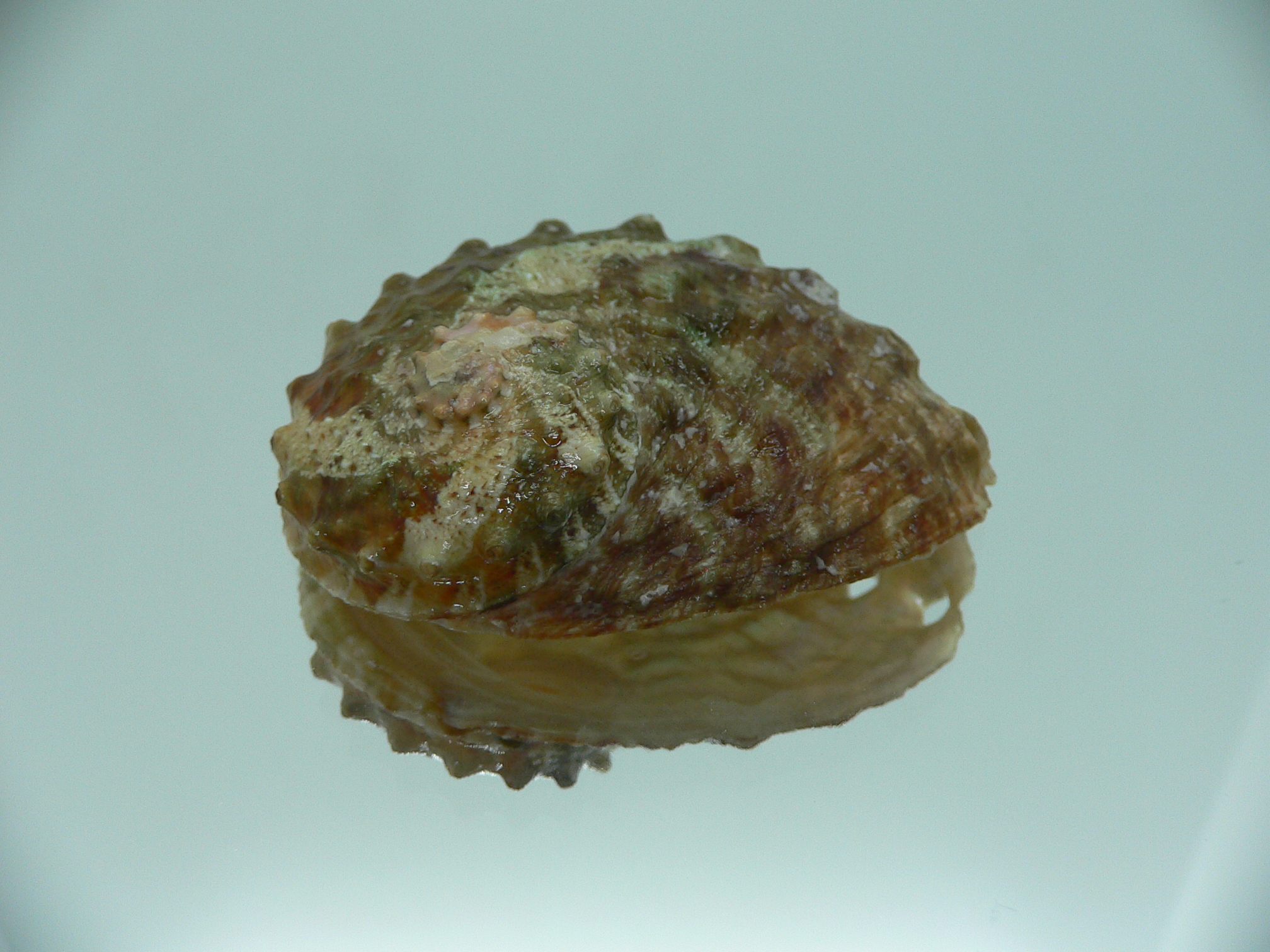 Haliotis ovina cf. GREEN & HIGH