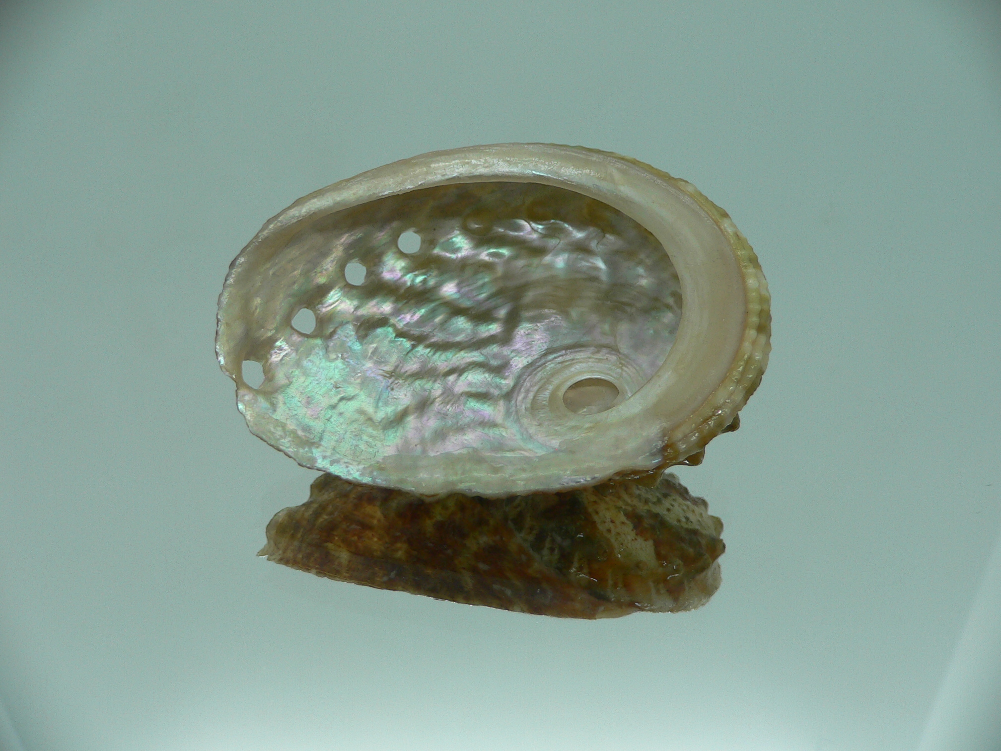 Haliotis ovina cf. GREEN & HIGH