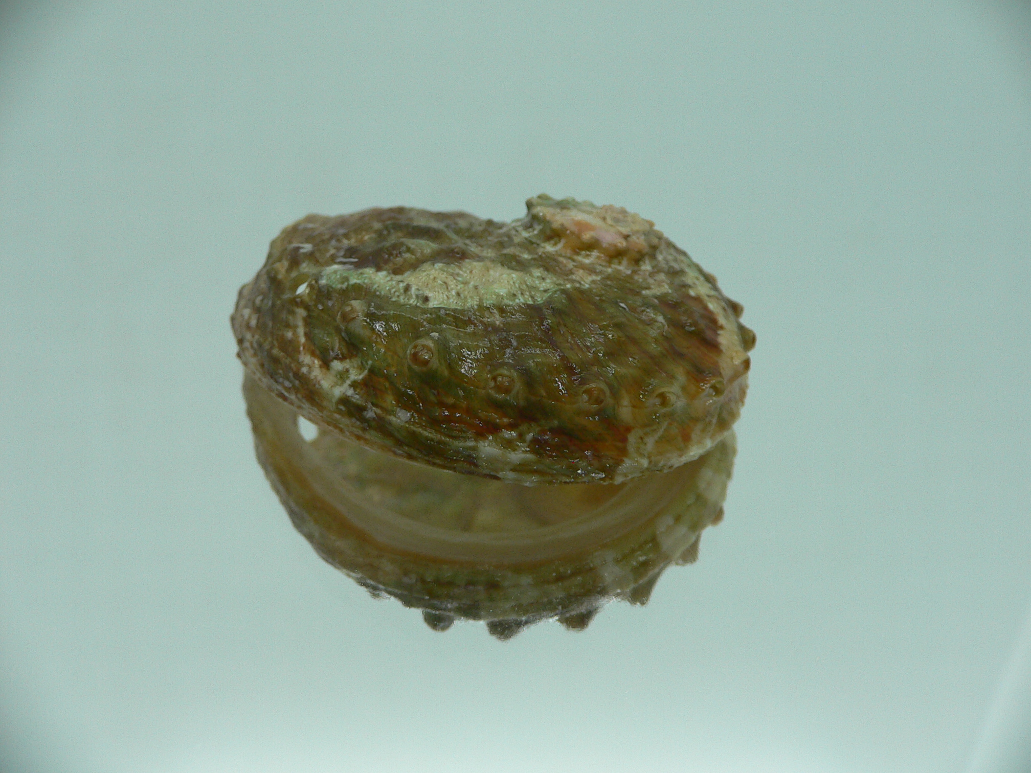Haliotis ovina cf. GREEN & HIGH