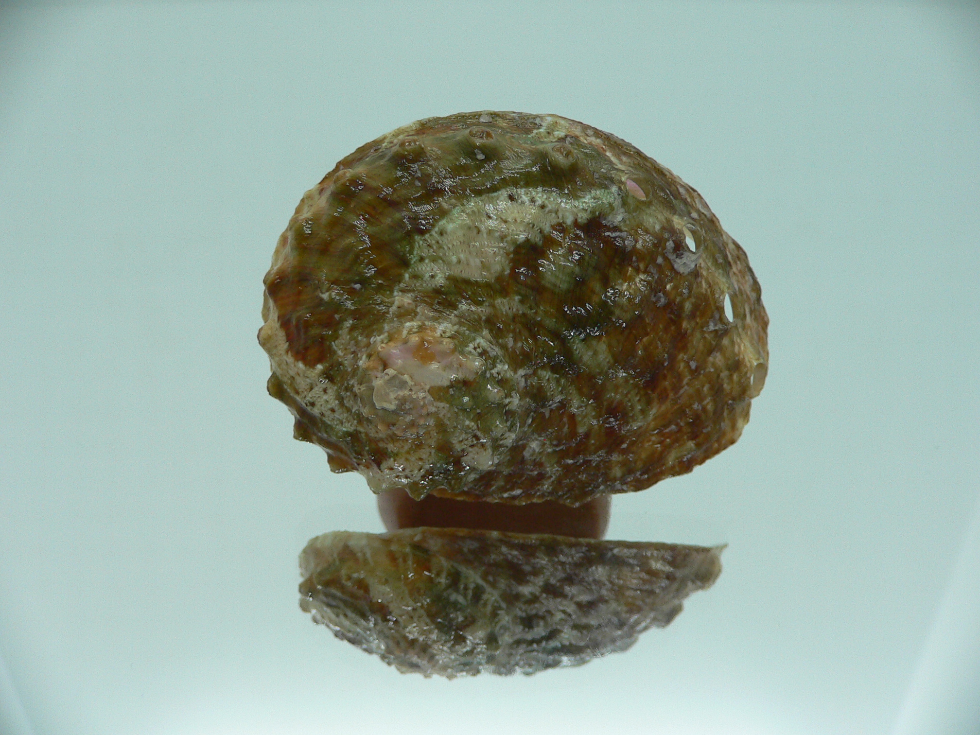 Haliotis ovina cf. GREEN & HIGH