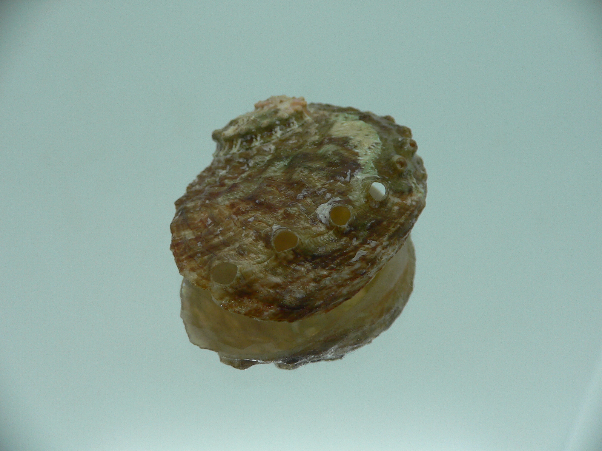 Haliotis ovina cf. GREEN & HIGH