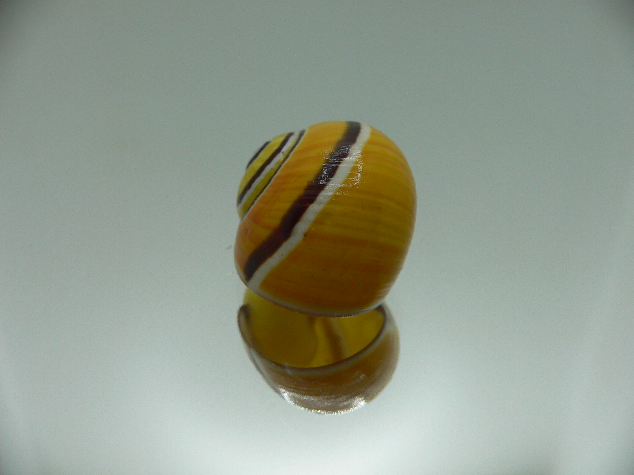 Polymita picta picta COLOR