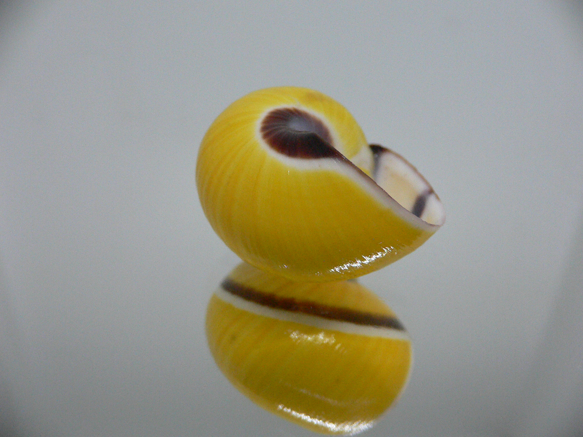 Polymita picta picta COLOR