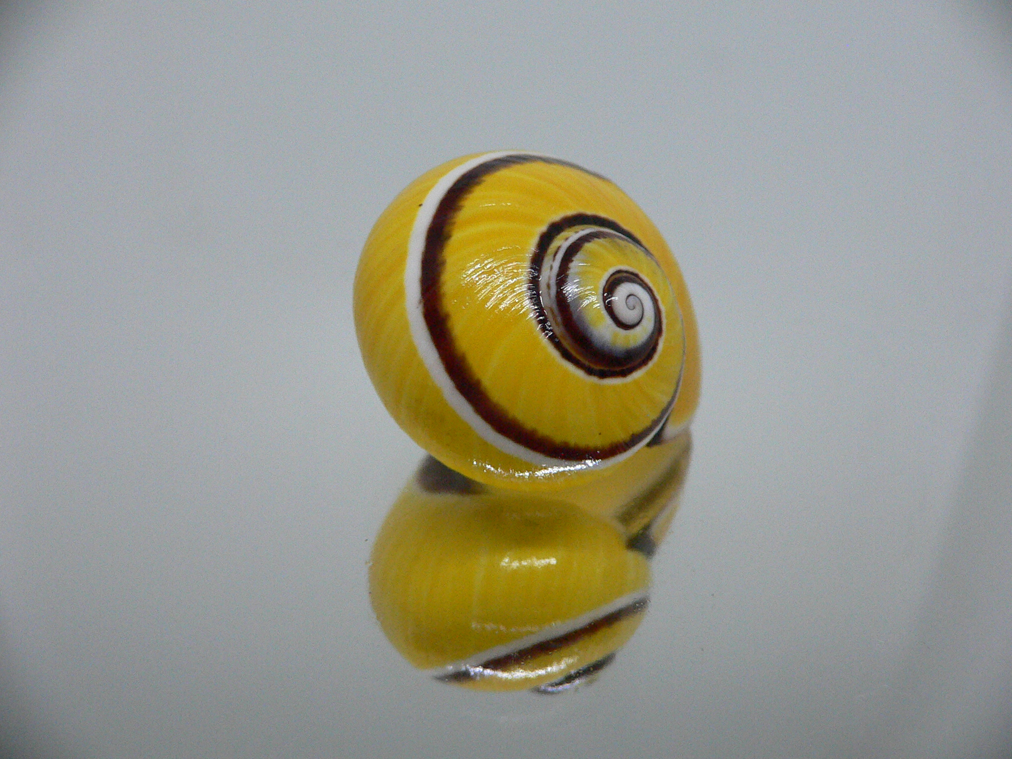 Polymita picta picta COLOR