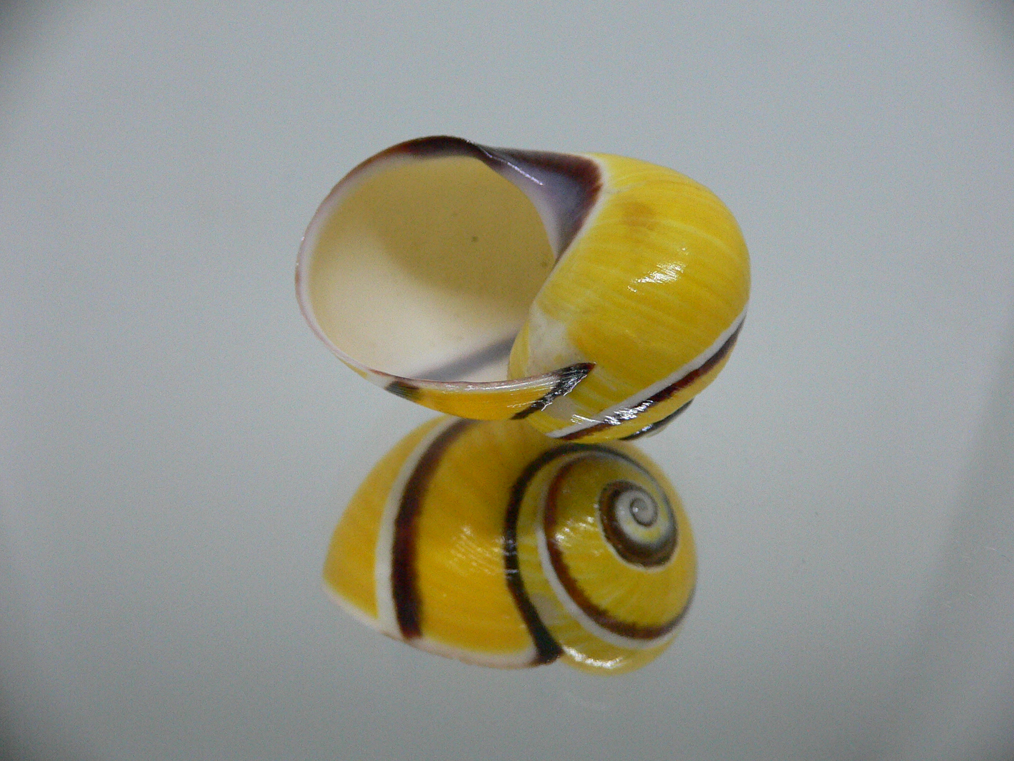 Polymita picta picta COLOR