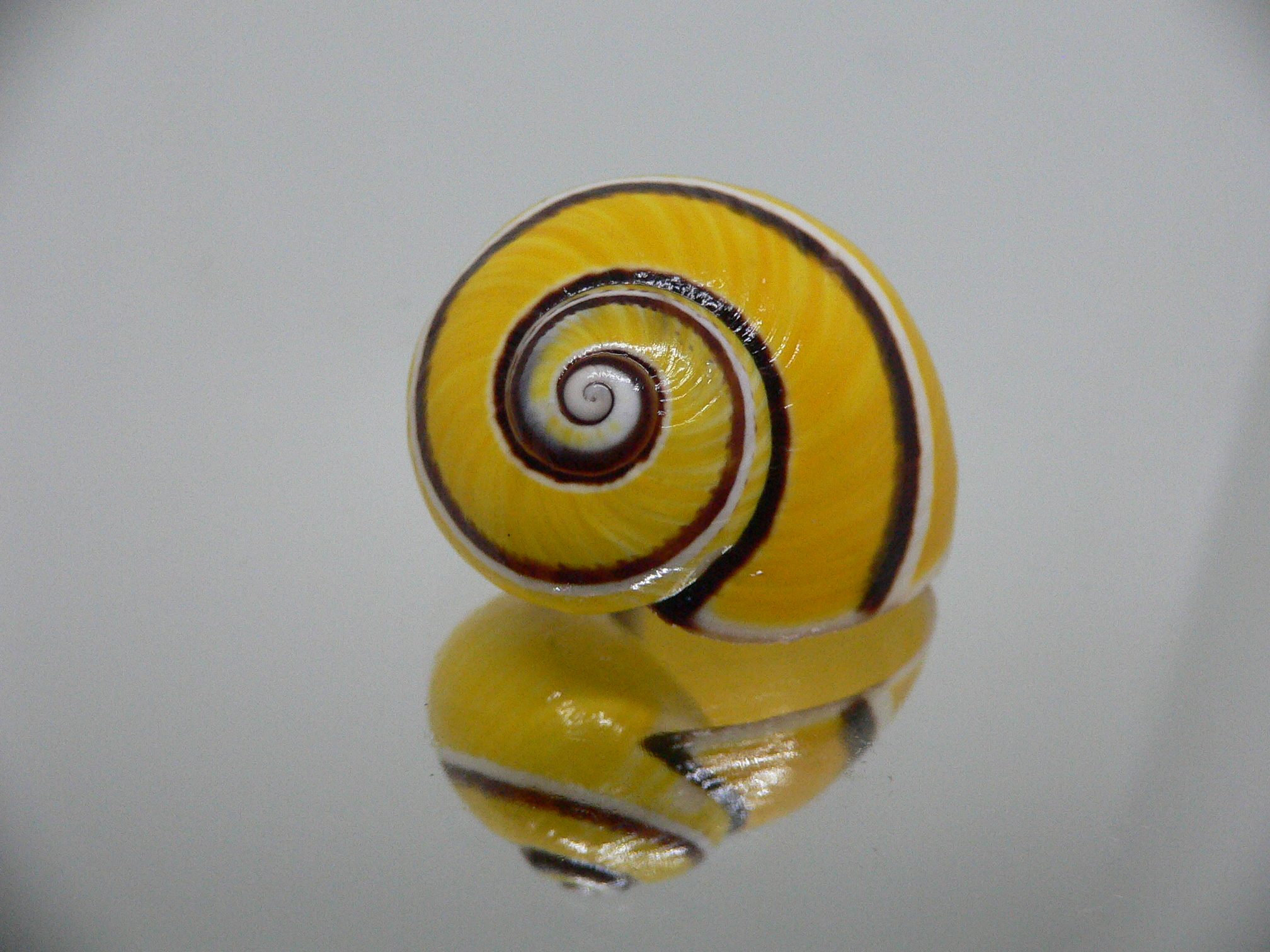 Polymita picta picta COLOR