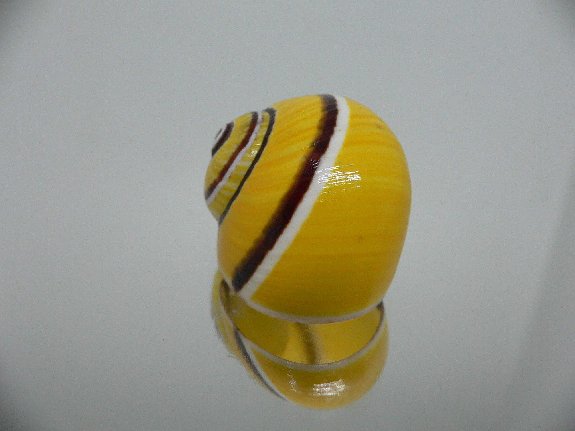 Polymita picta picta COLOR