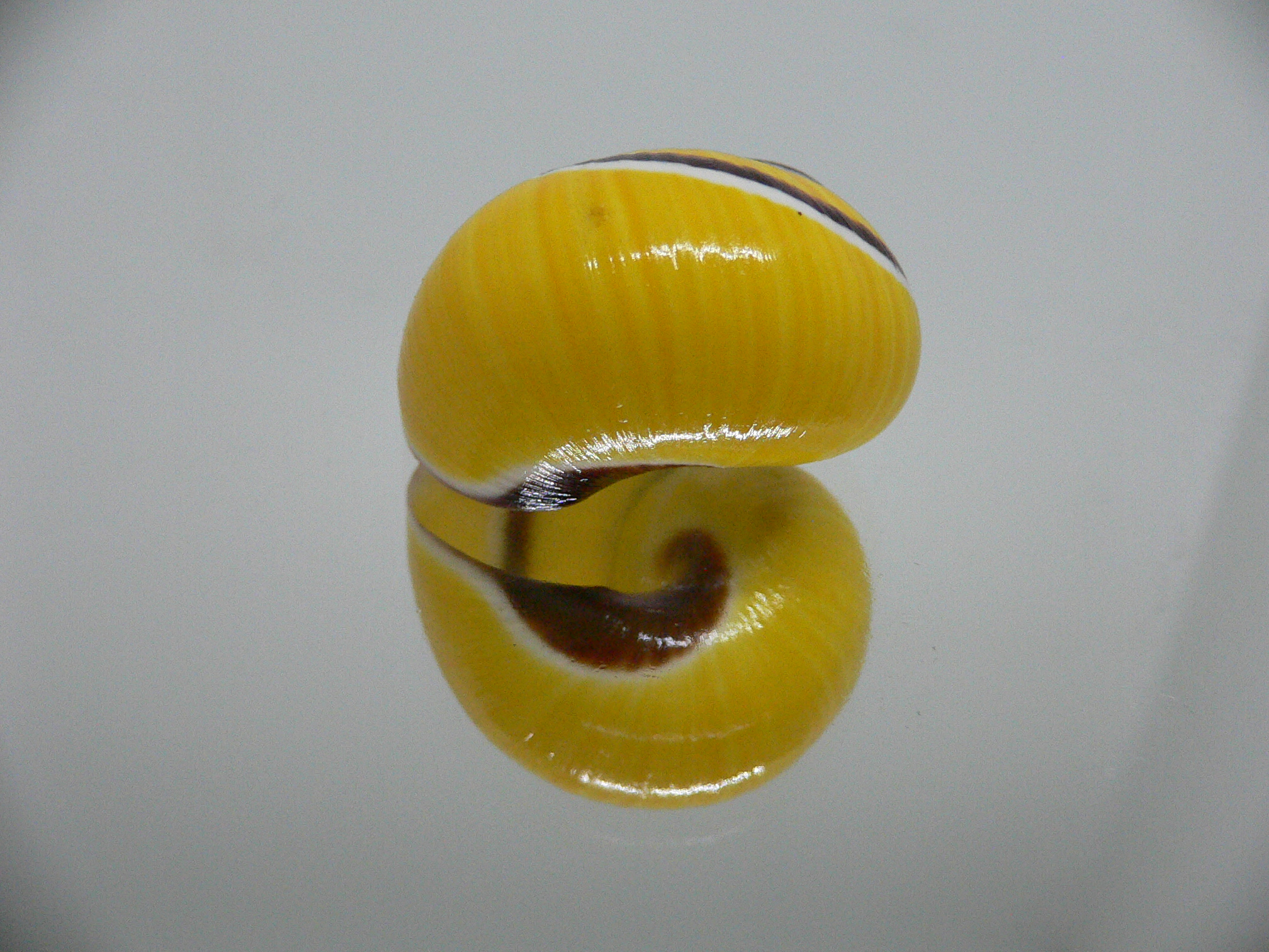 Polymita picta picta COLOR