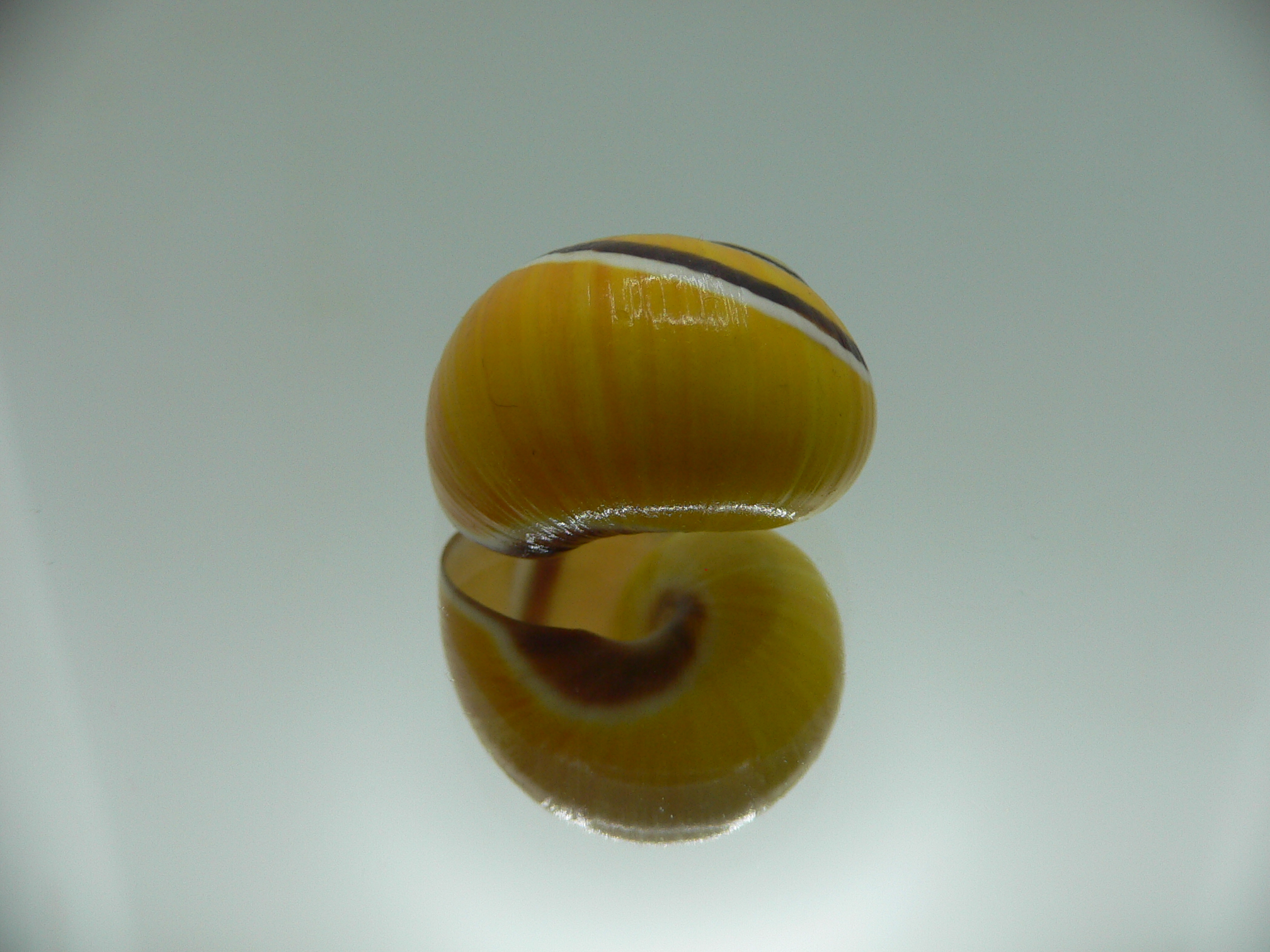 Polymita picta picta COLOR