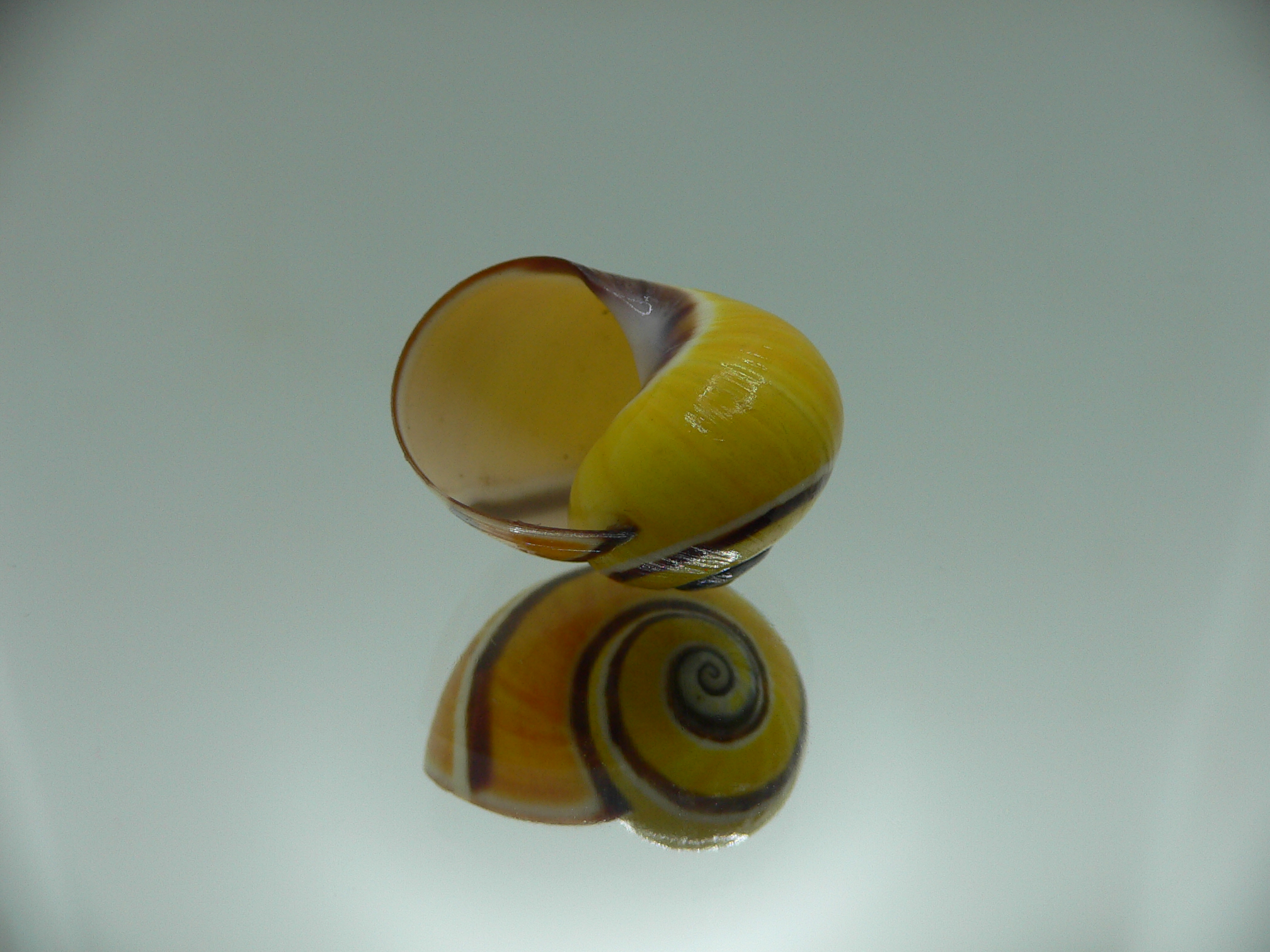 Polymita picta picta COLOR