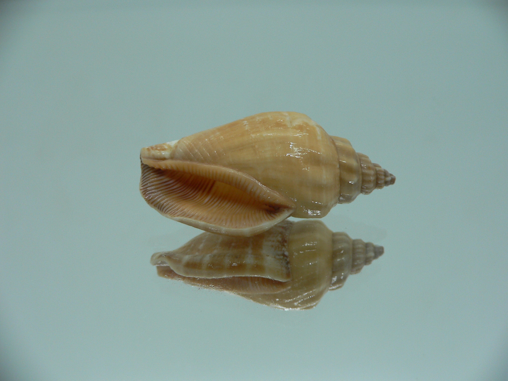 Canarium labiatum ORANGE