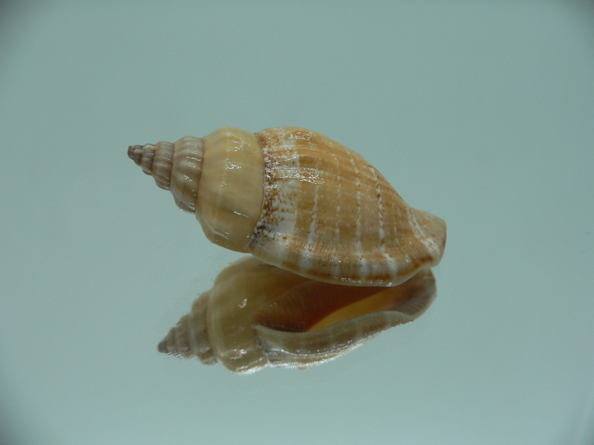 Canarium labiatum ORANGE