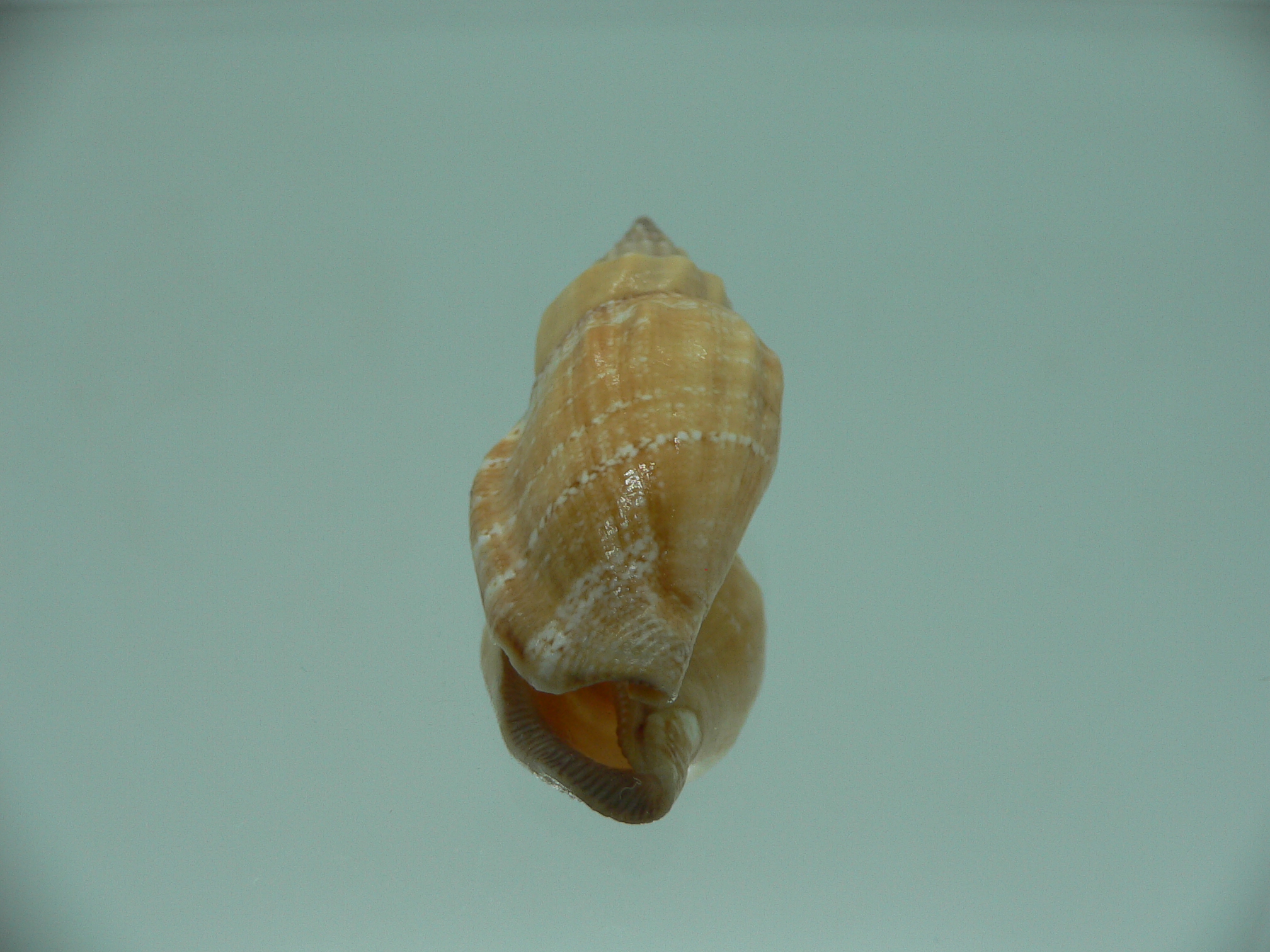 Canarium labiatum ORANGE