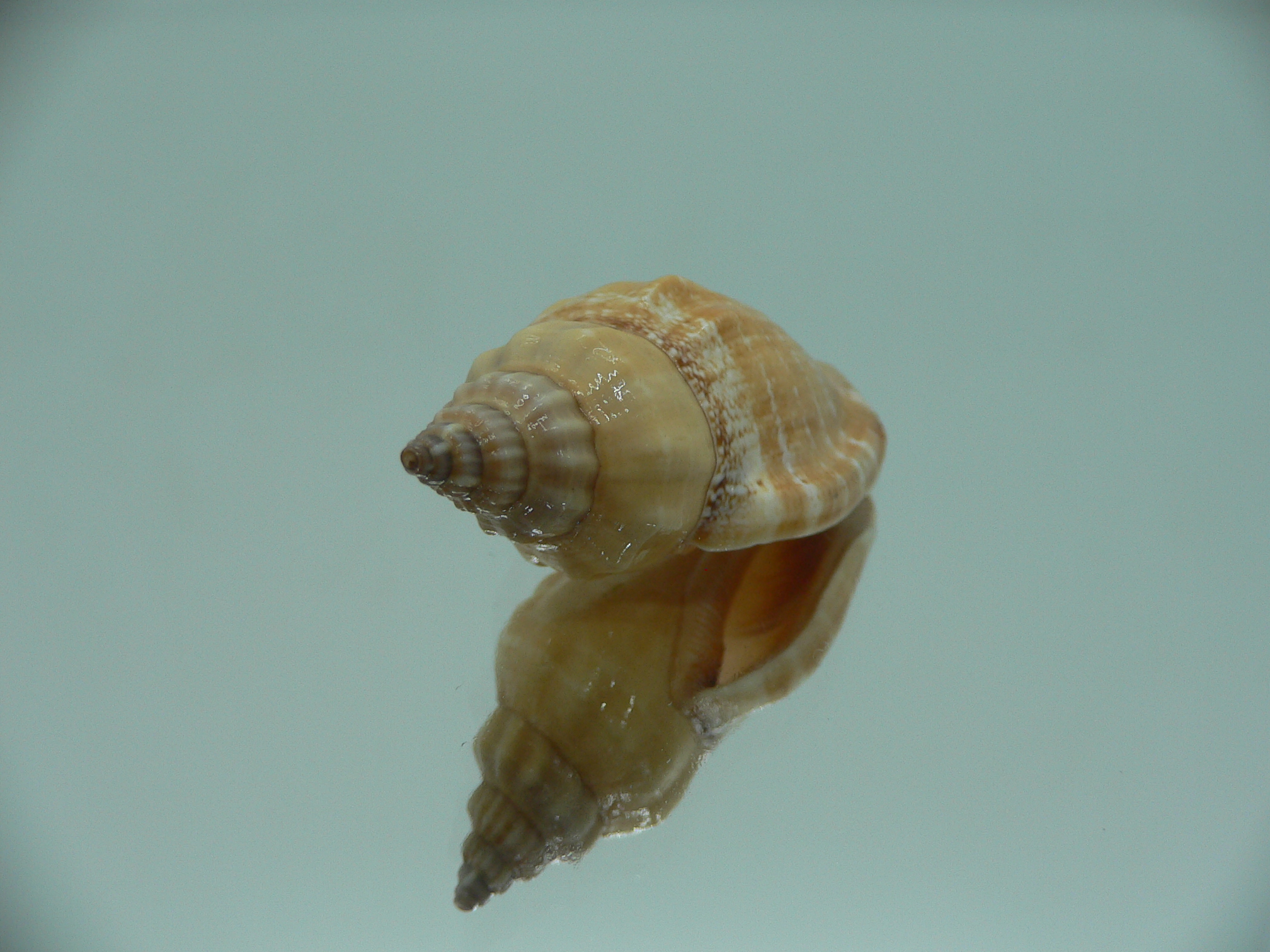 Canarium labiatum ORANGE