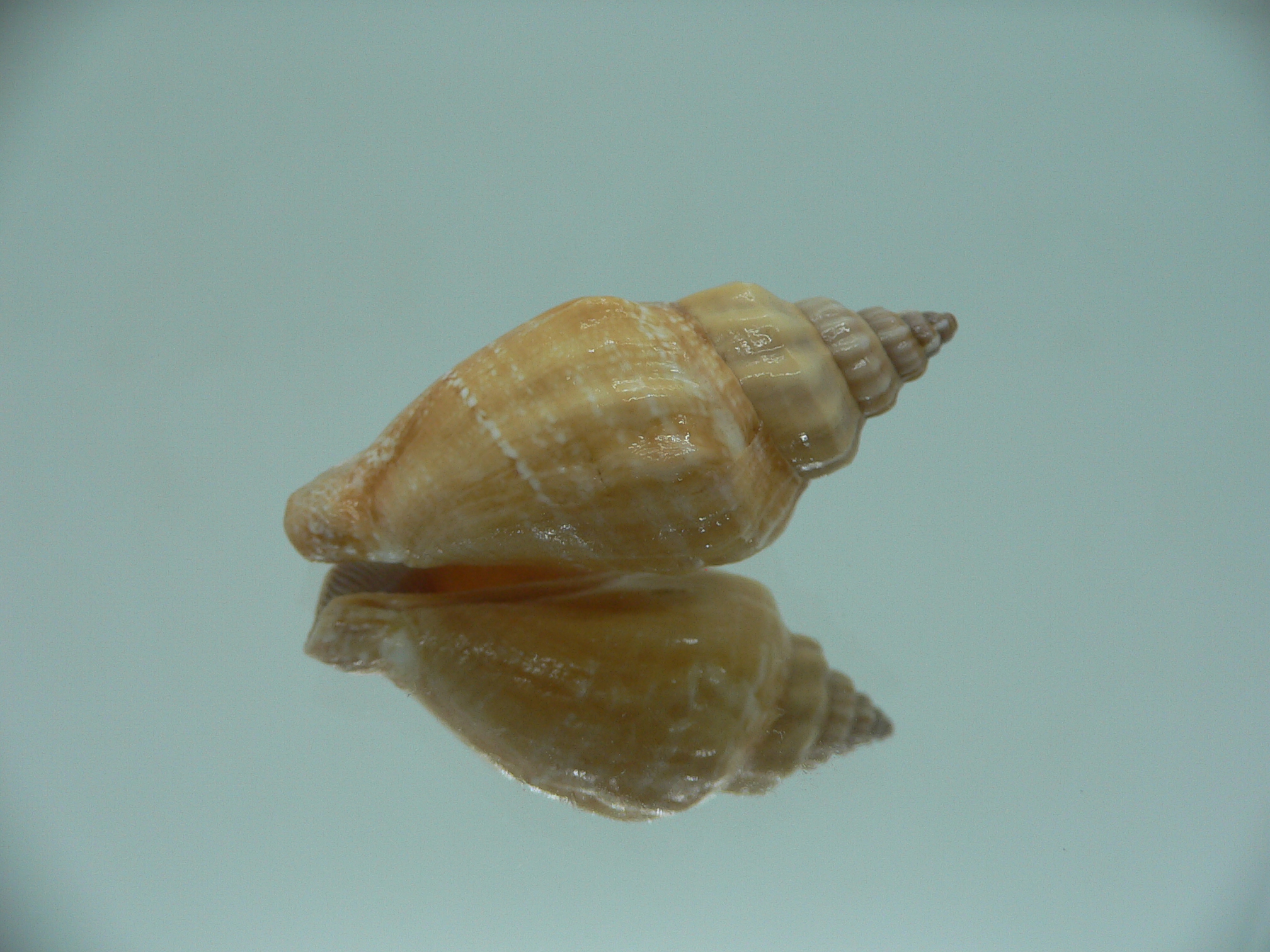 Canarium labiatum ORANGE