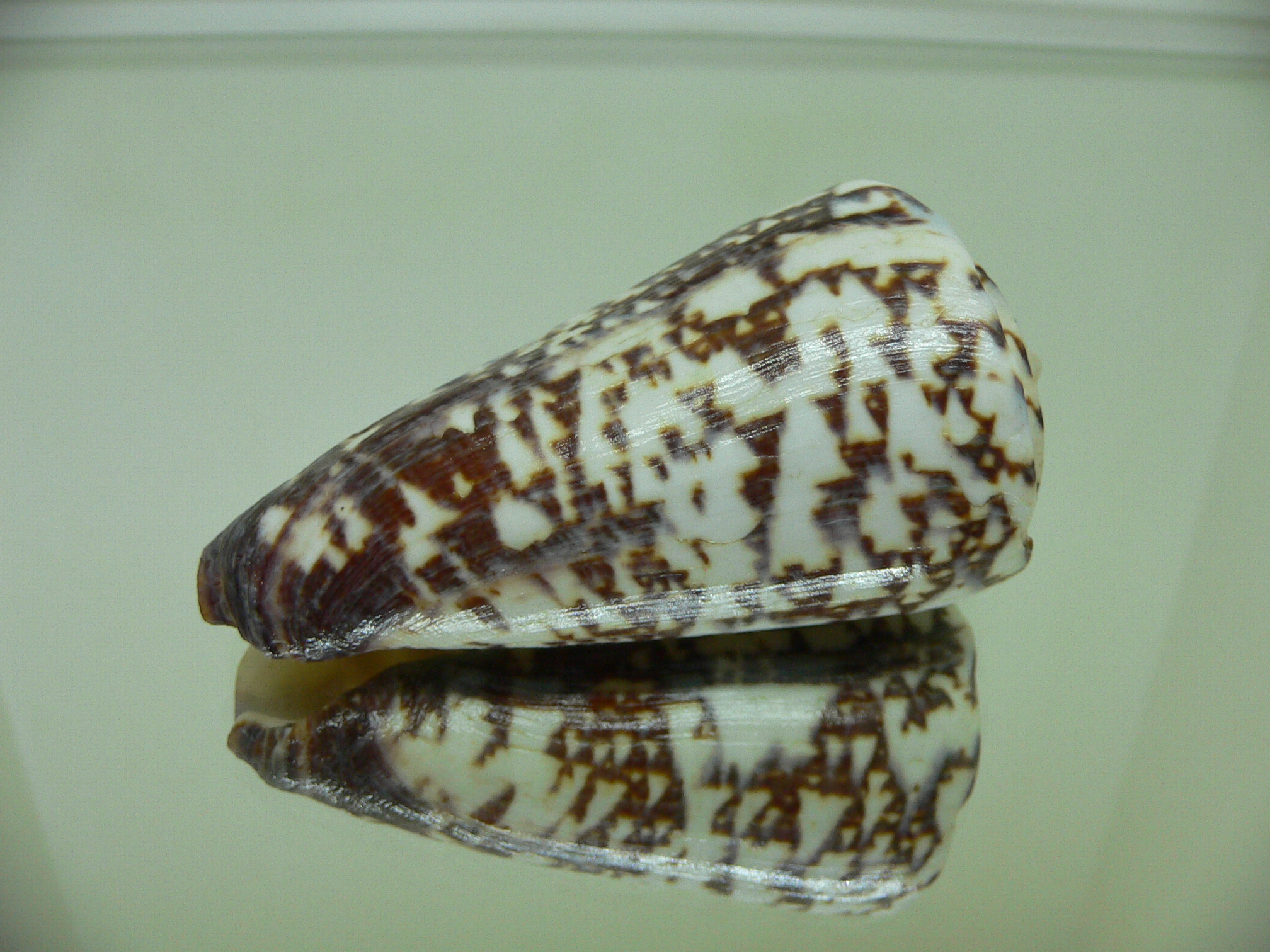 Conus thalassiarchus depriesteri (var.) BIG