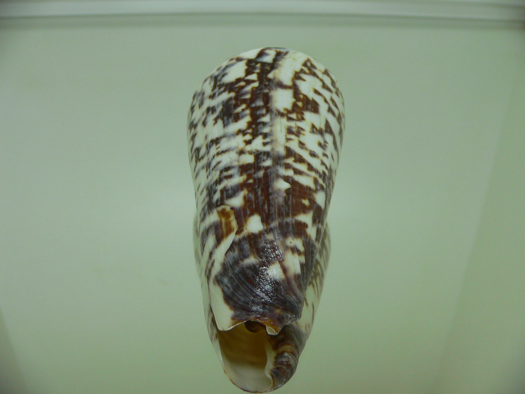 Conus thalassiarchus depriesteri (var.) BIG