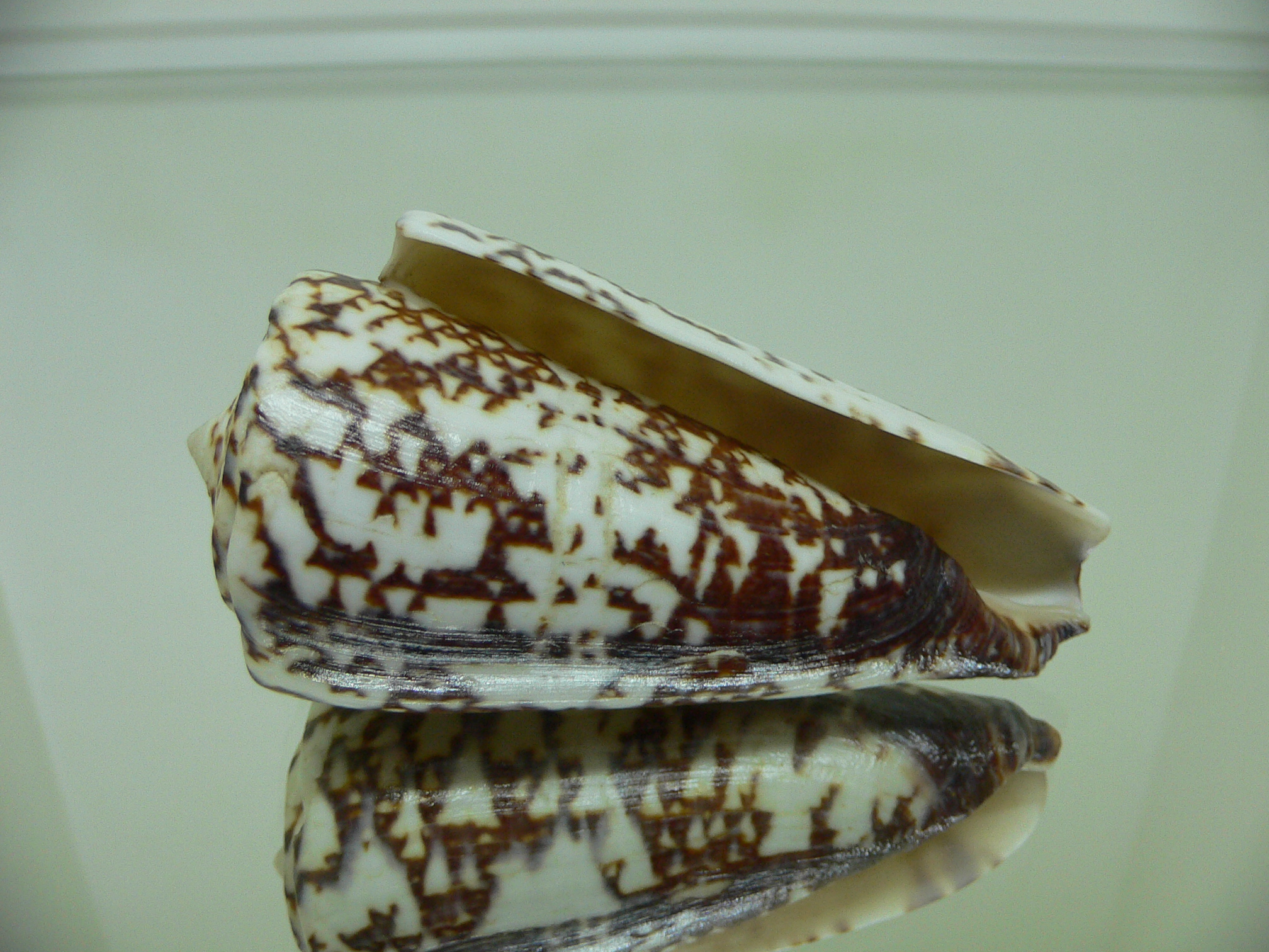 Conus thalassiarchus depriesteri (var.) BIG