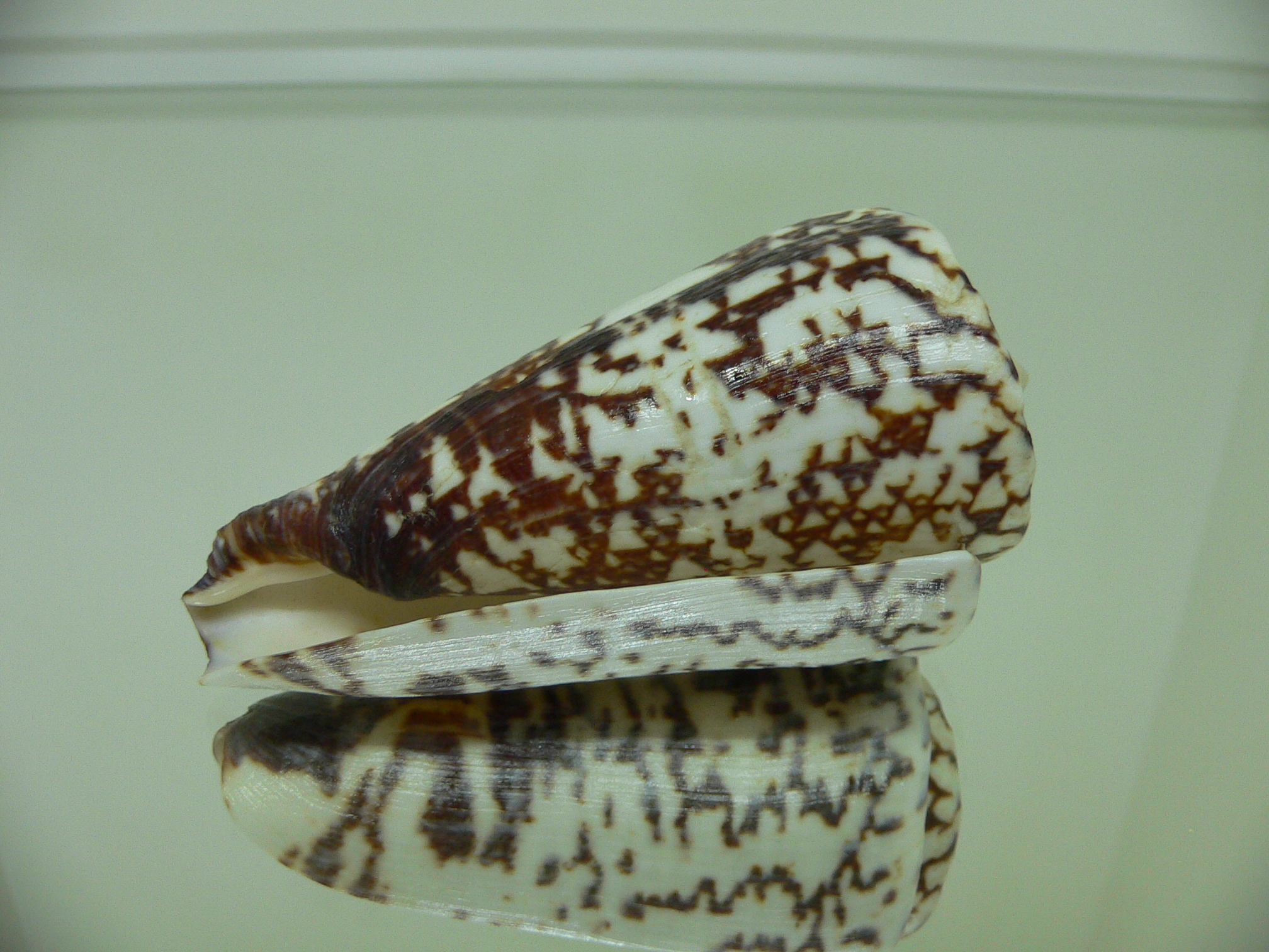 Conus thalassiarchus depriesteri (var.) BIG