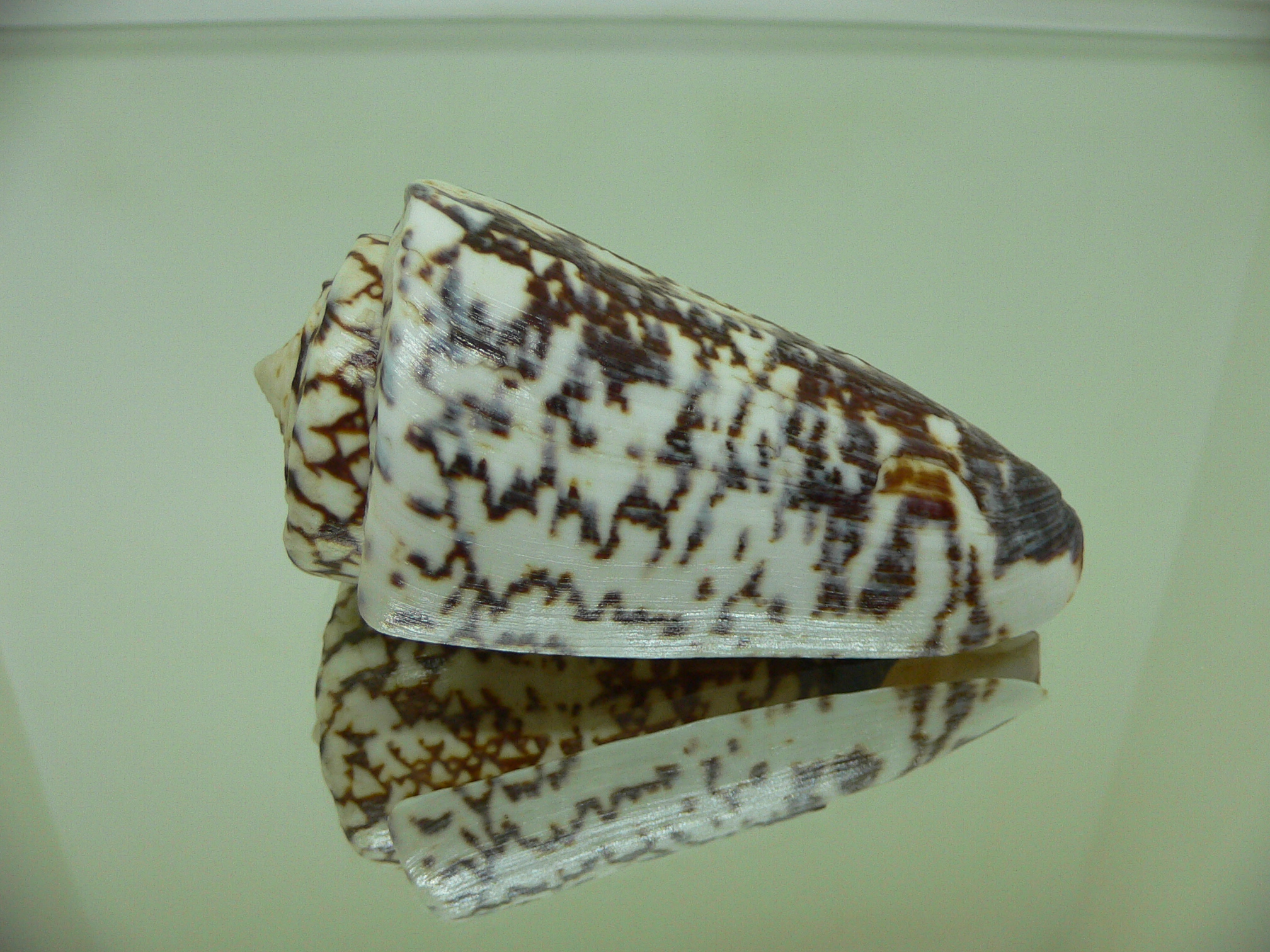 Conus thalassiarchus depriesteri (var.) BIG