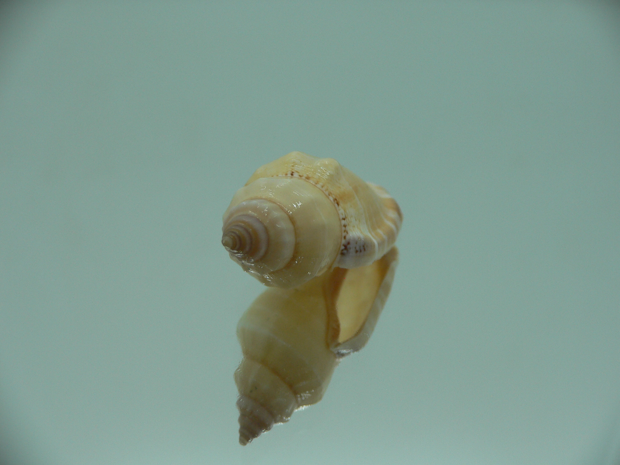 Canarium mutabile (Orange)
