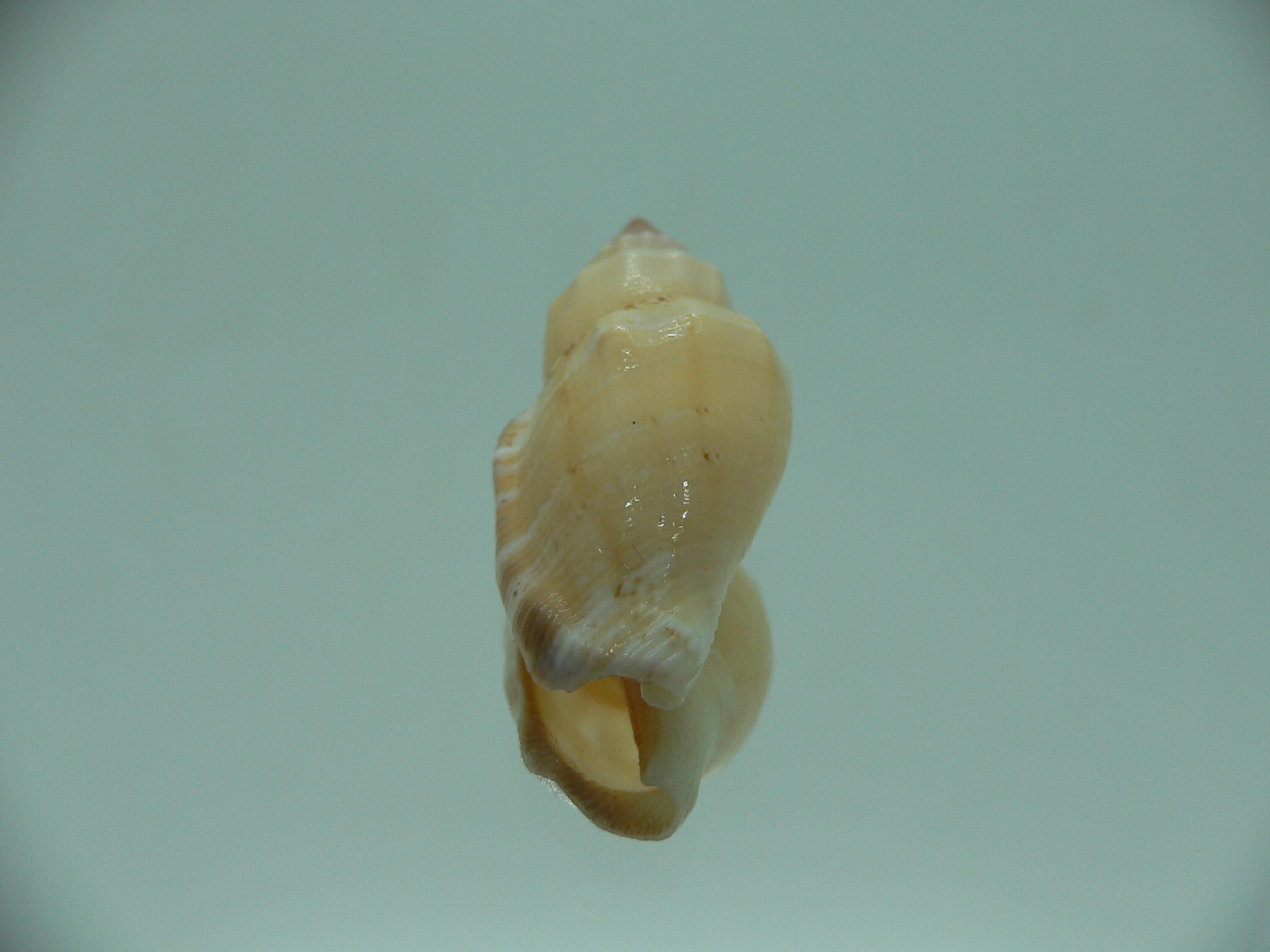 Canarium mutabile (Orange)