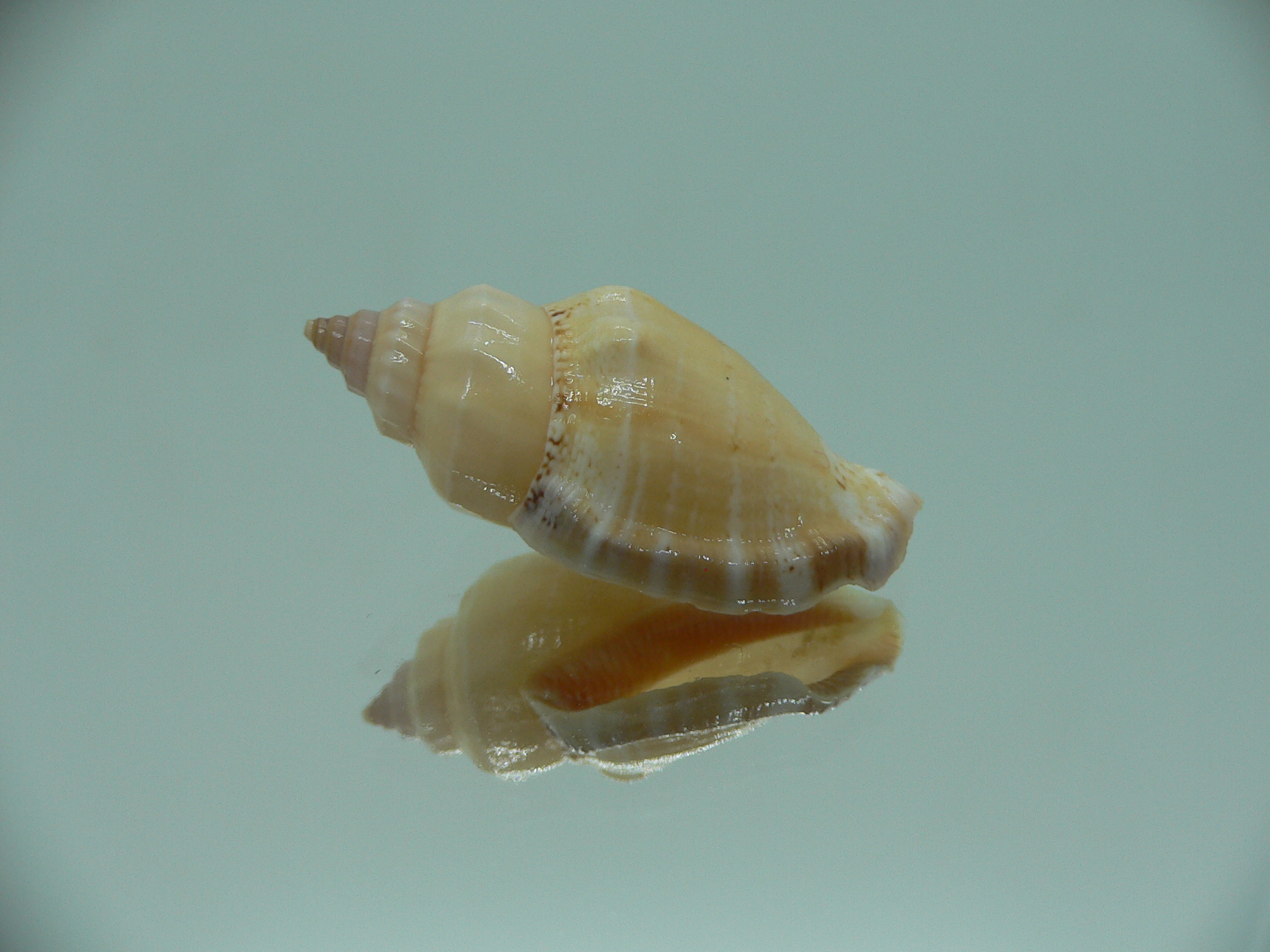 Canarium mutabile (Orange)