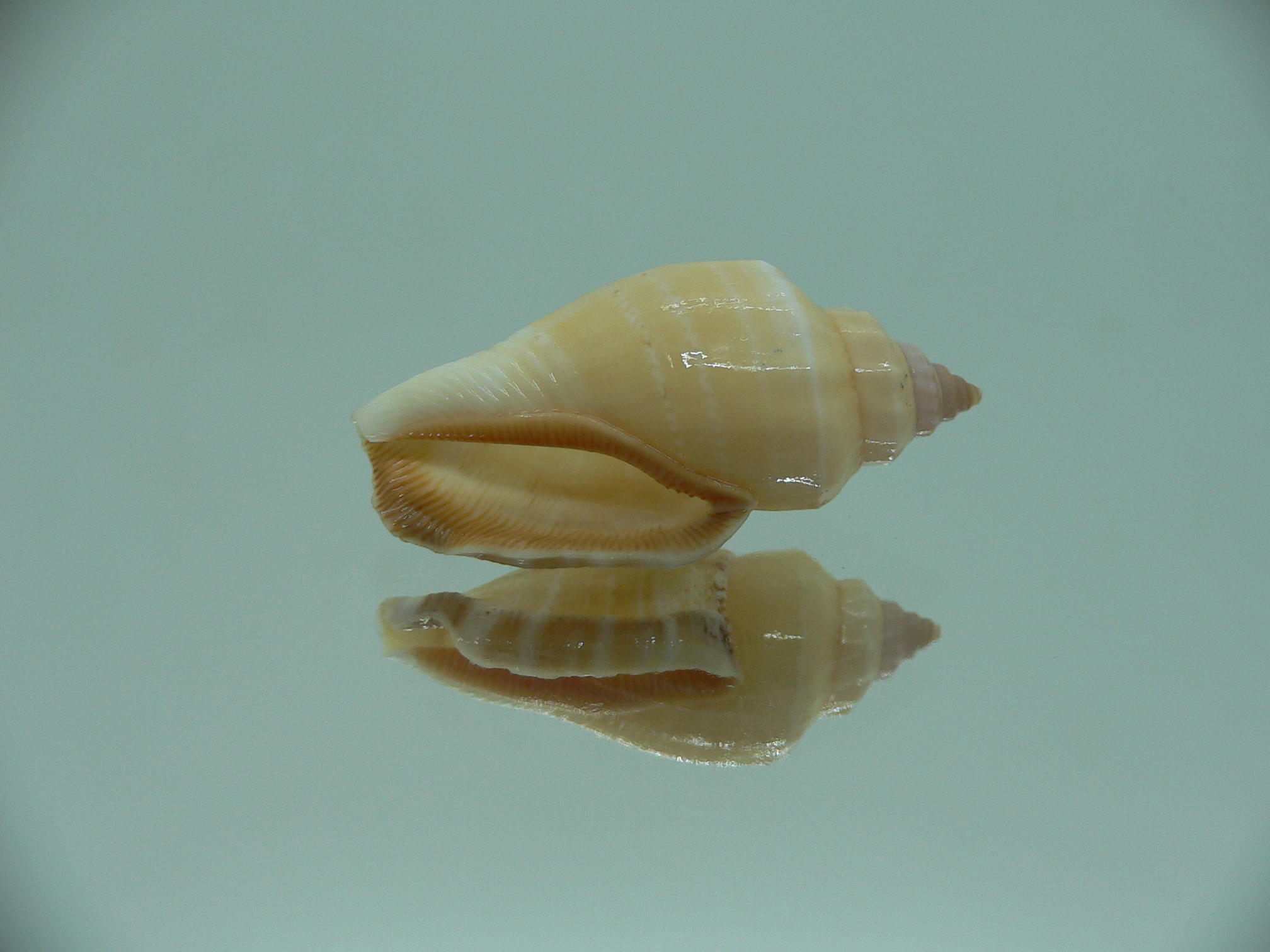 Canarium mutabile (Orange)