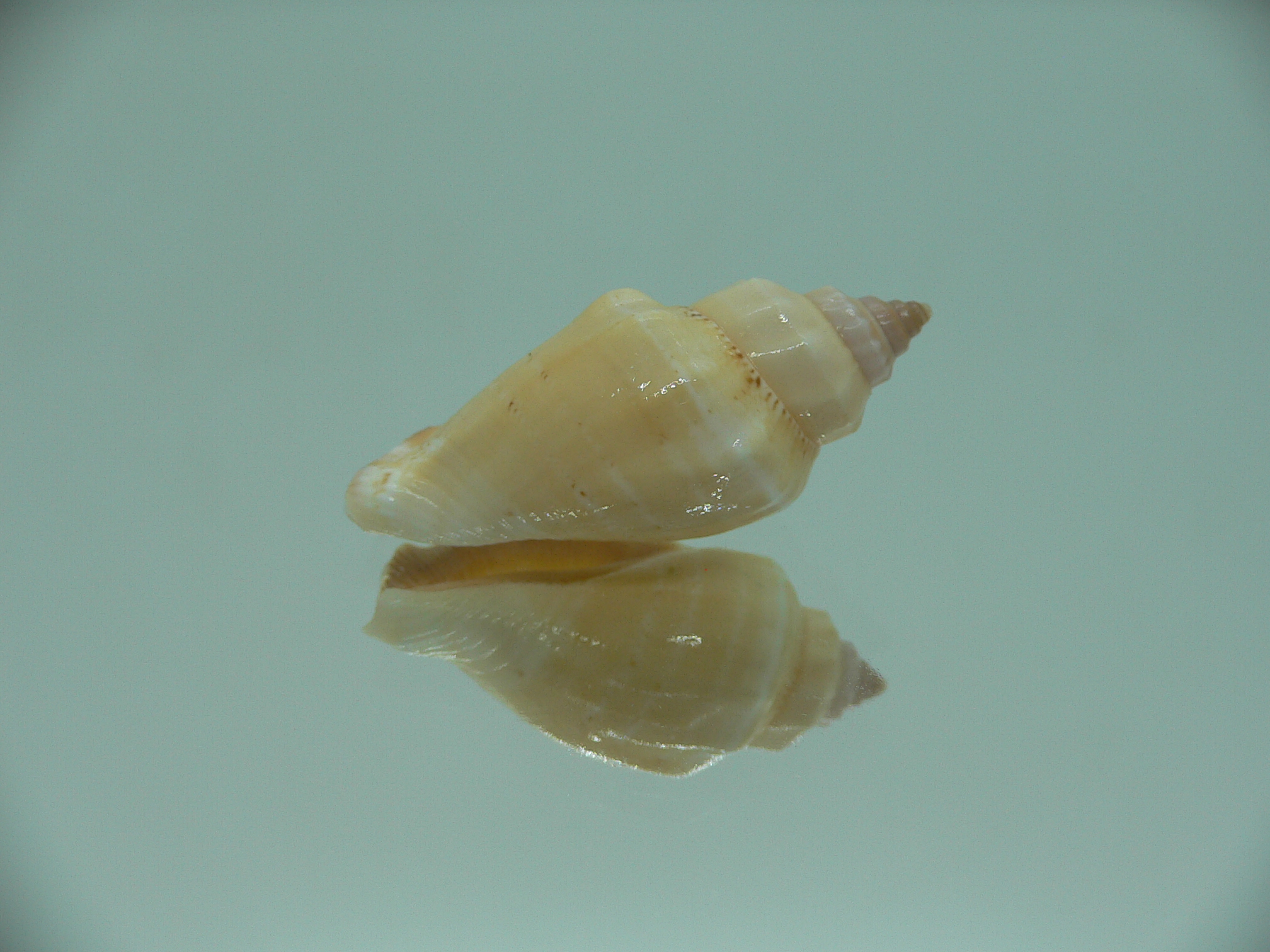 Canarium mutabile (Orange)