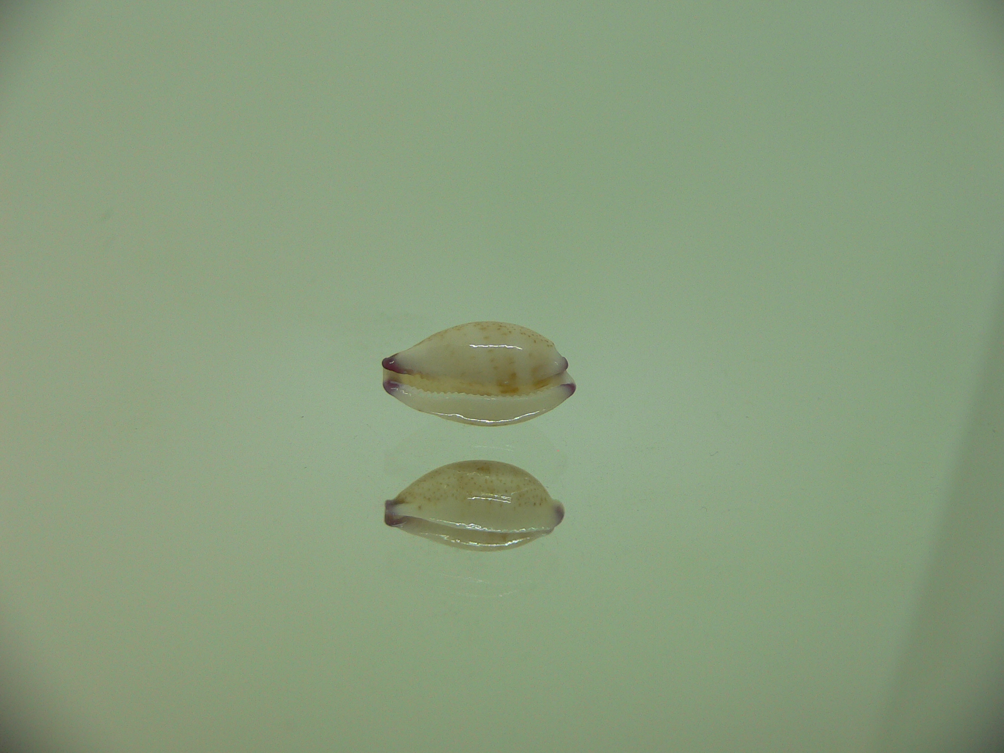 Cypraea microdon microdon 8