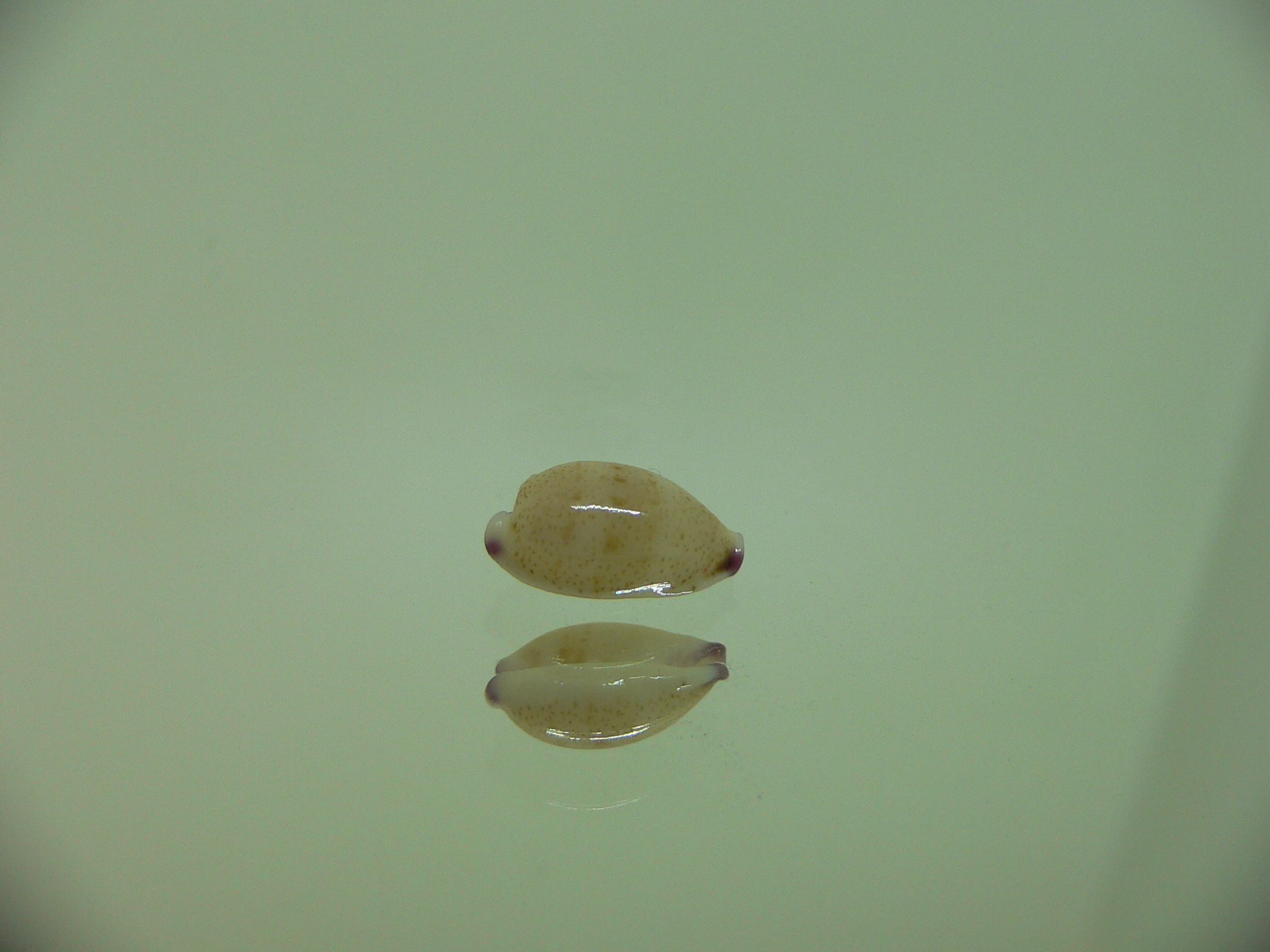 Cypraea microdon microdon 8