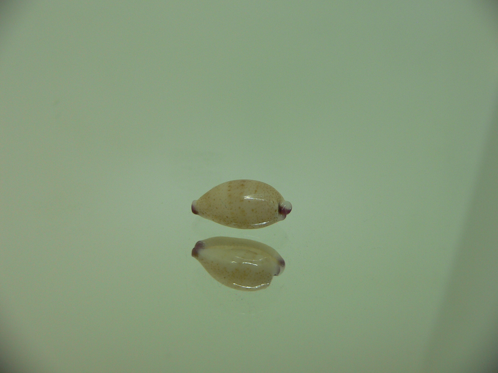 Cypraea microdon microdon 8